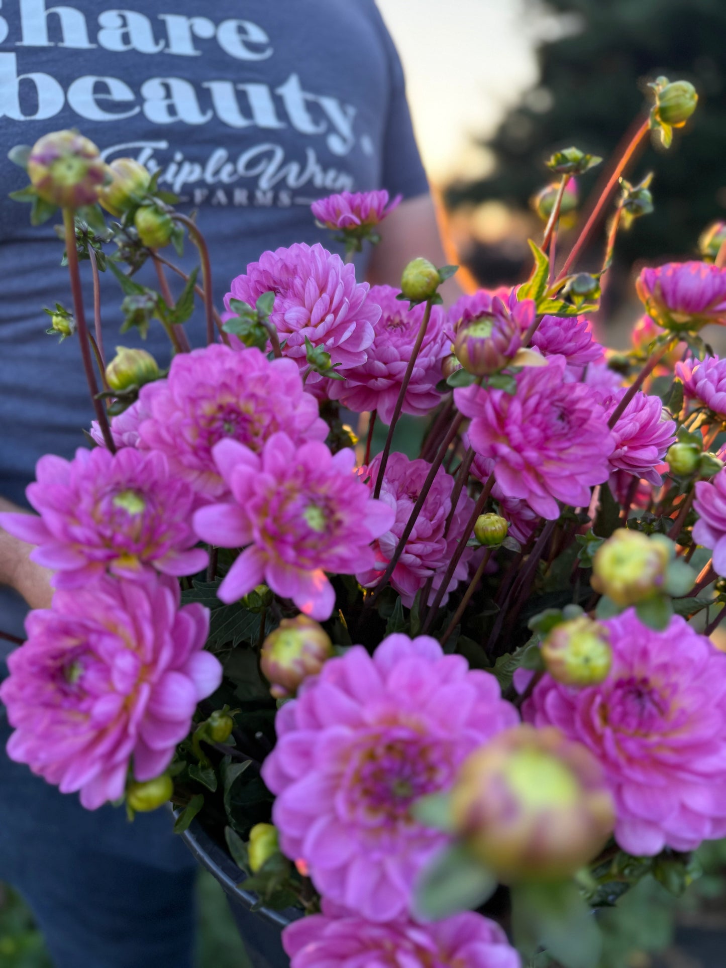 Sandia Flirt Dahlia Tuber
