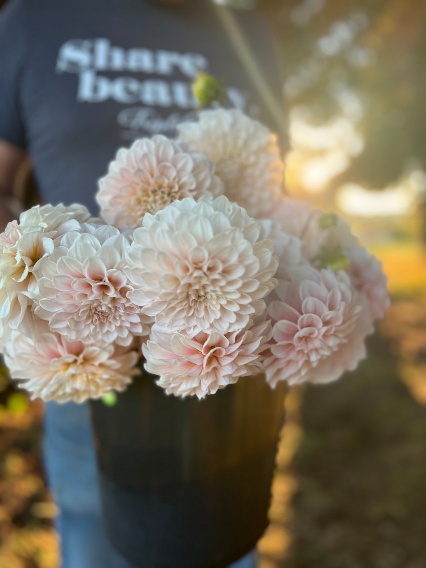 Sweet Nathalie : tubercule de dahlia