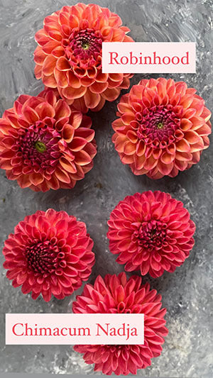 Robinhood : tubercule de dahlia