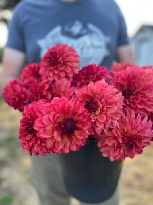 Bloomquist Footloose dahlia tuber from Triple Wren Farms