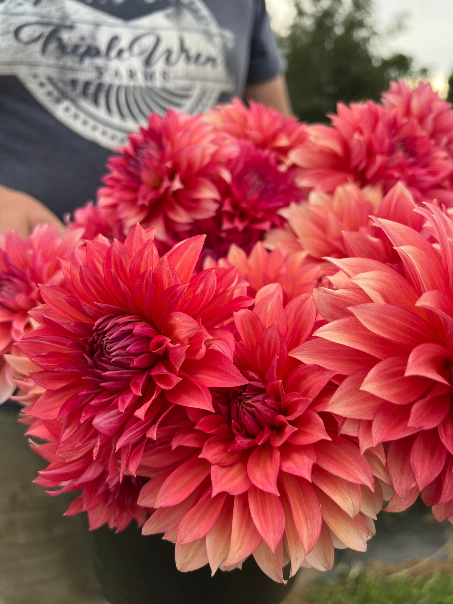 Sandia Ruthie : tubercule de dahlia
