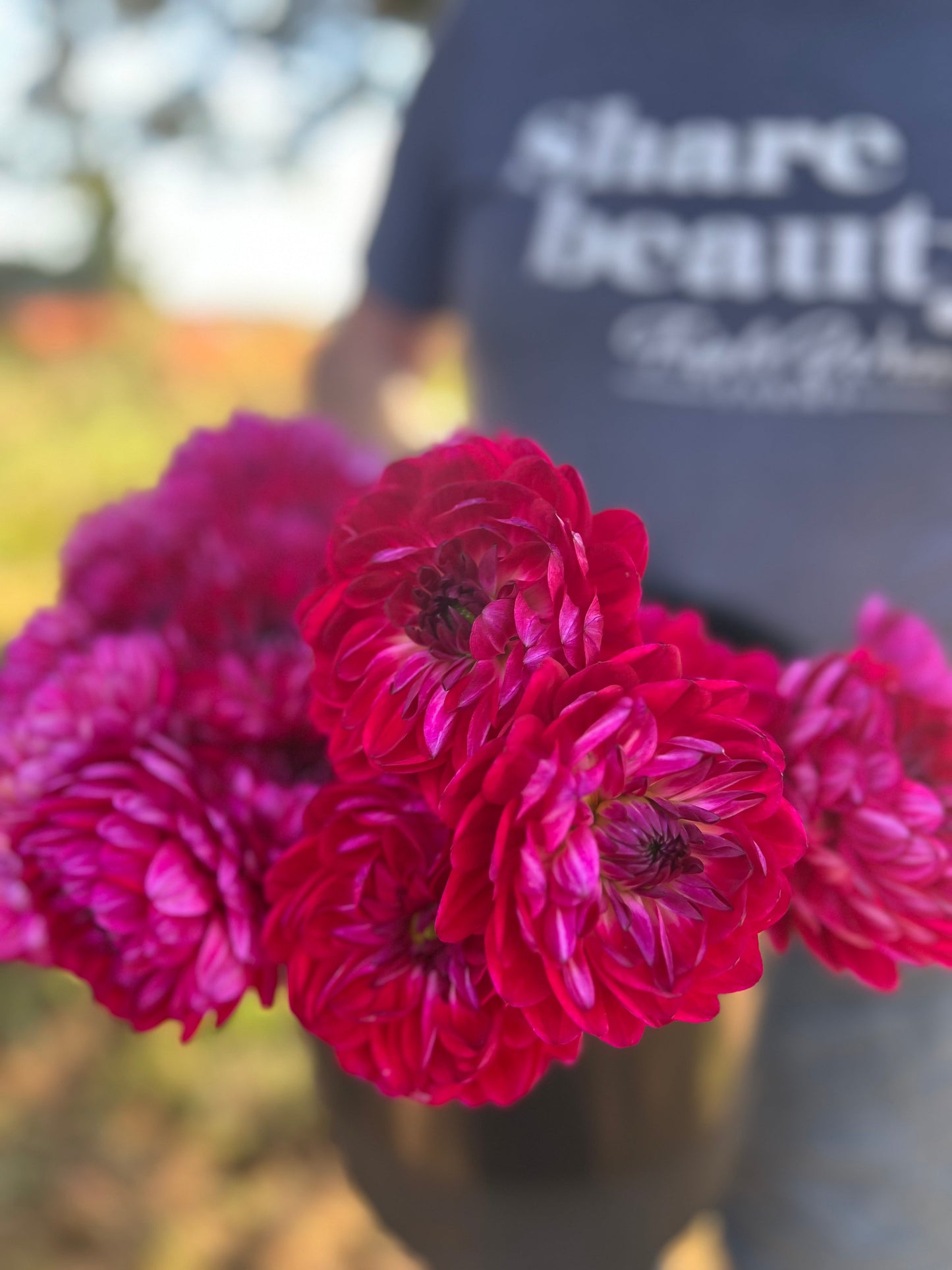Sandia Bertha : tubercule de dahlia