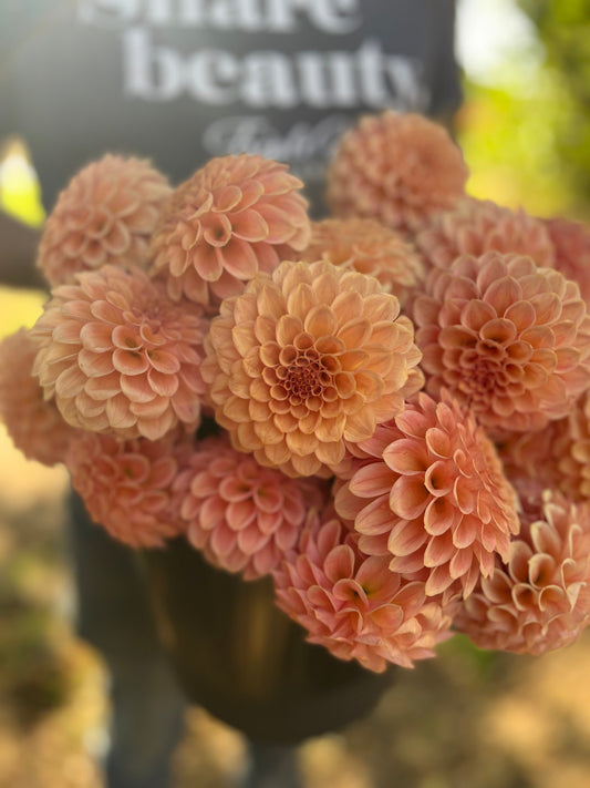 Rock Run Ashley : tubercule de dahlia