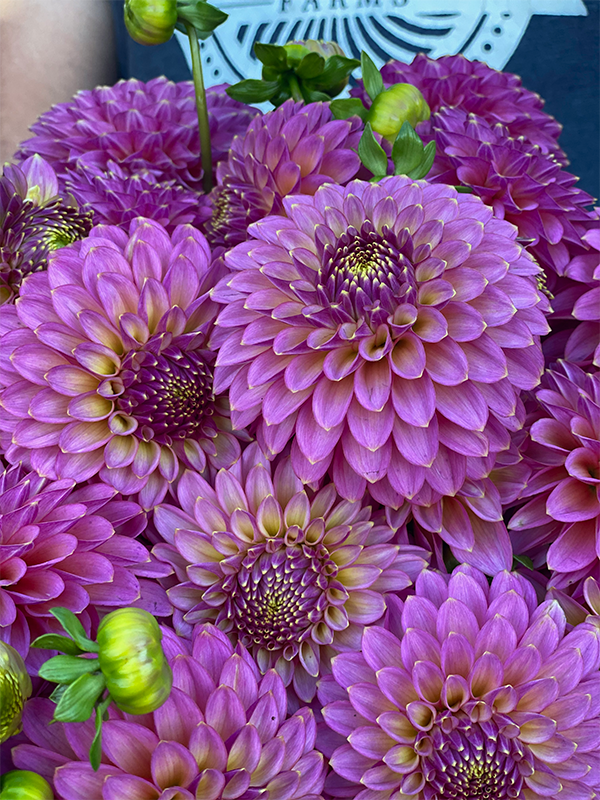 Skipley Spot of Gold : tubercule de dahlia