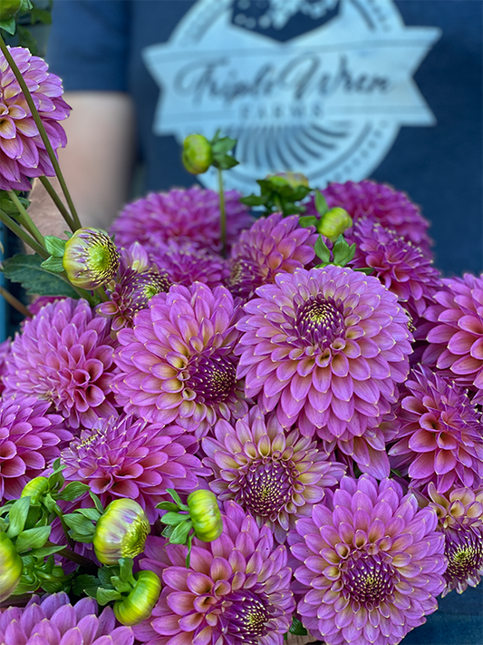 Skipley Spot of Gold : tubercule de dahlia