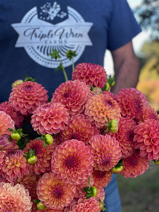 Robinhood : tubercule de dahlia