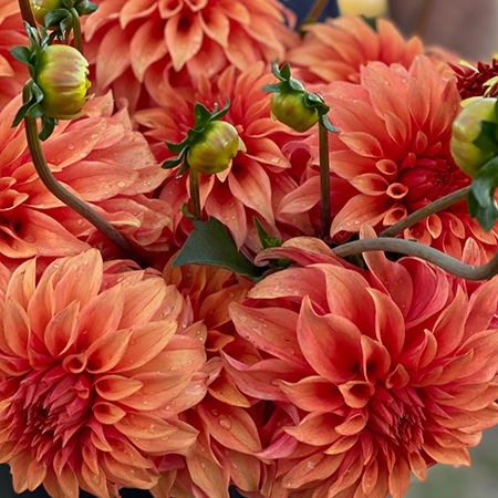 buy Bloomquist Pleasing Dahlia Tubers from Triple Wren Farms for your home garden