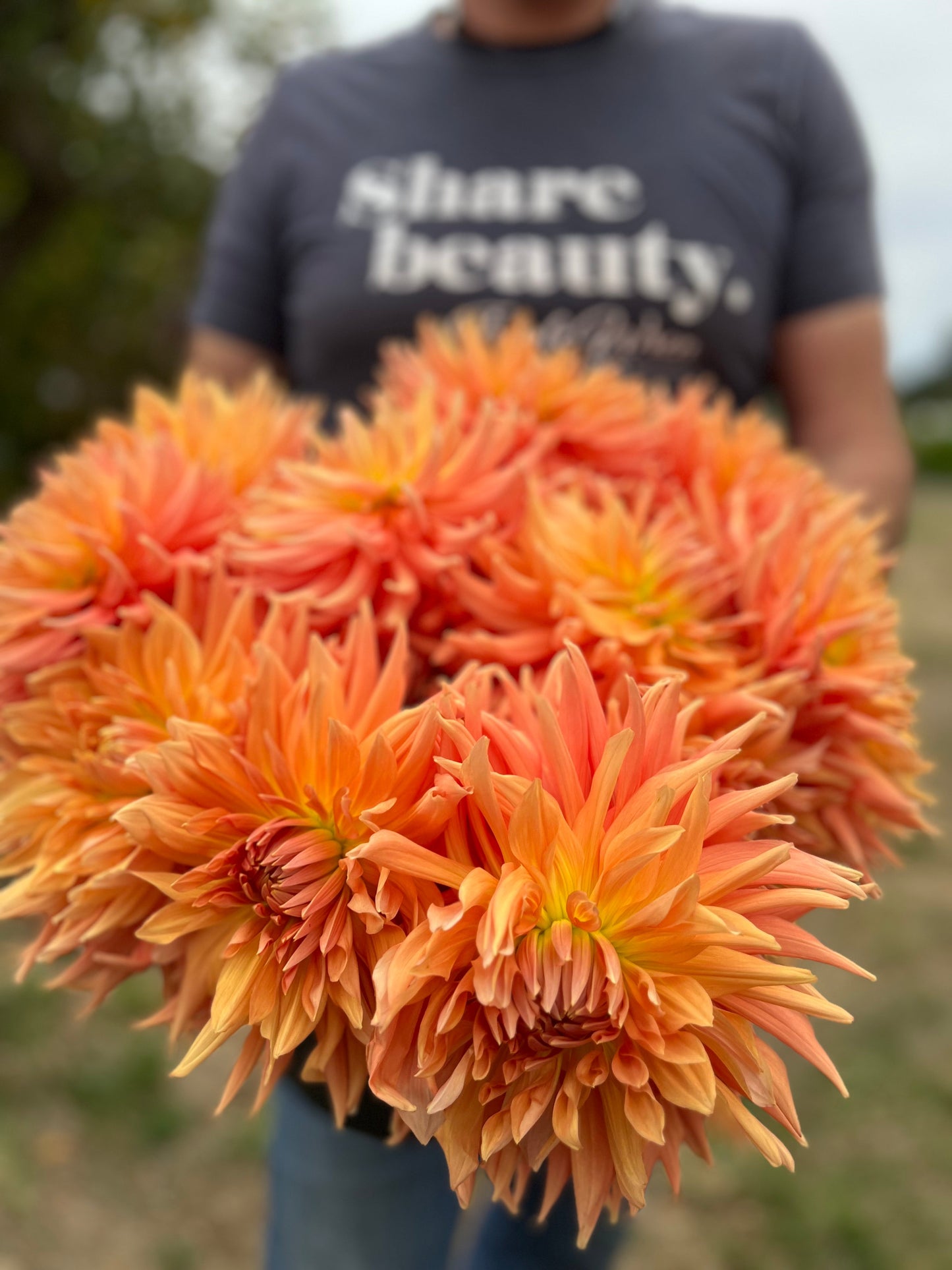 Photo 4 AC Ben dahlia tubers from Triple Wren Farms