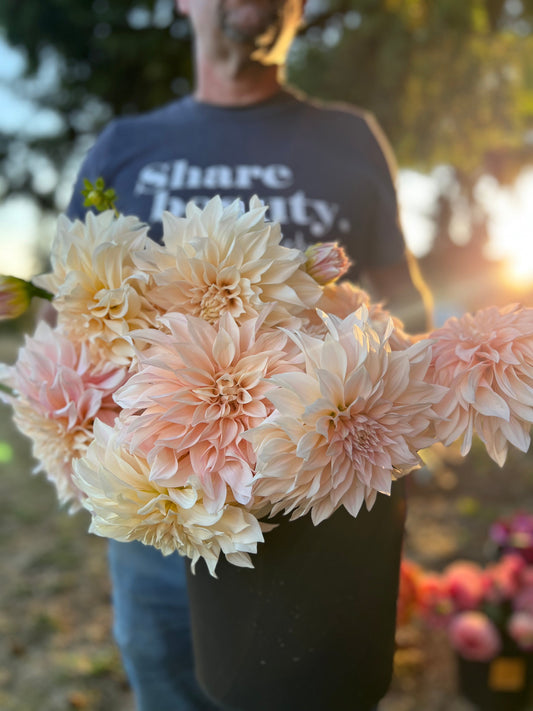 Cafe au Lait Dahlia tubers from Triple Wren Farms