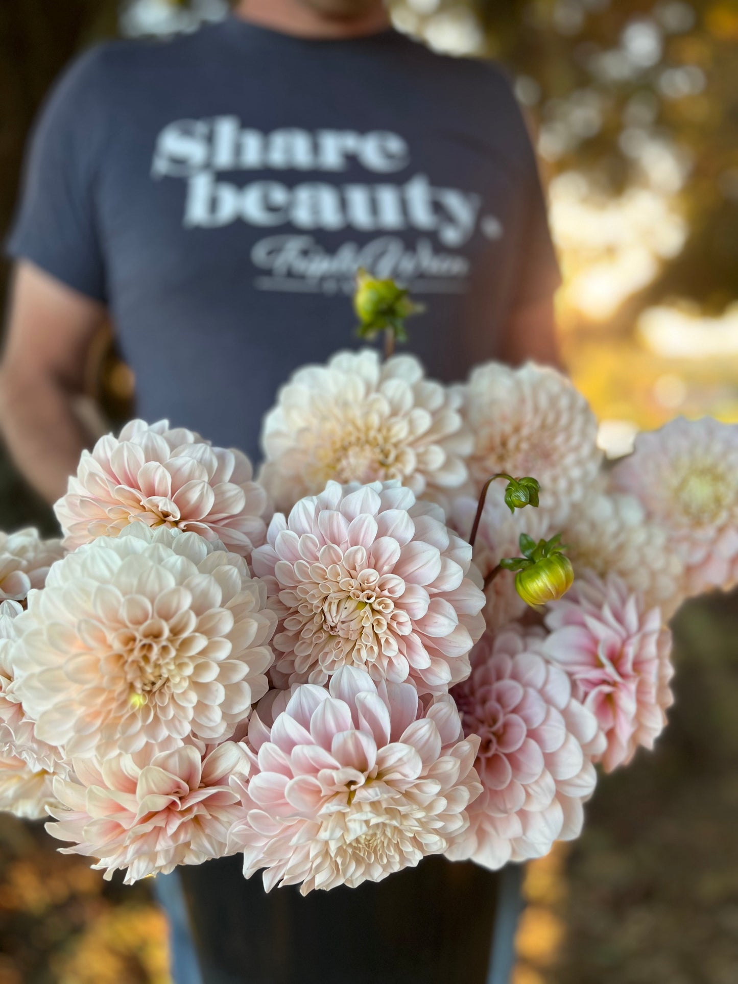 Sweet Nathalie : tubercule de dahlia