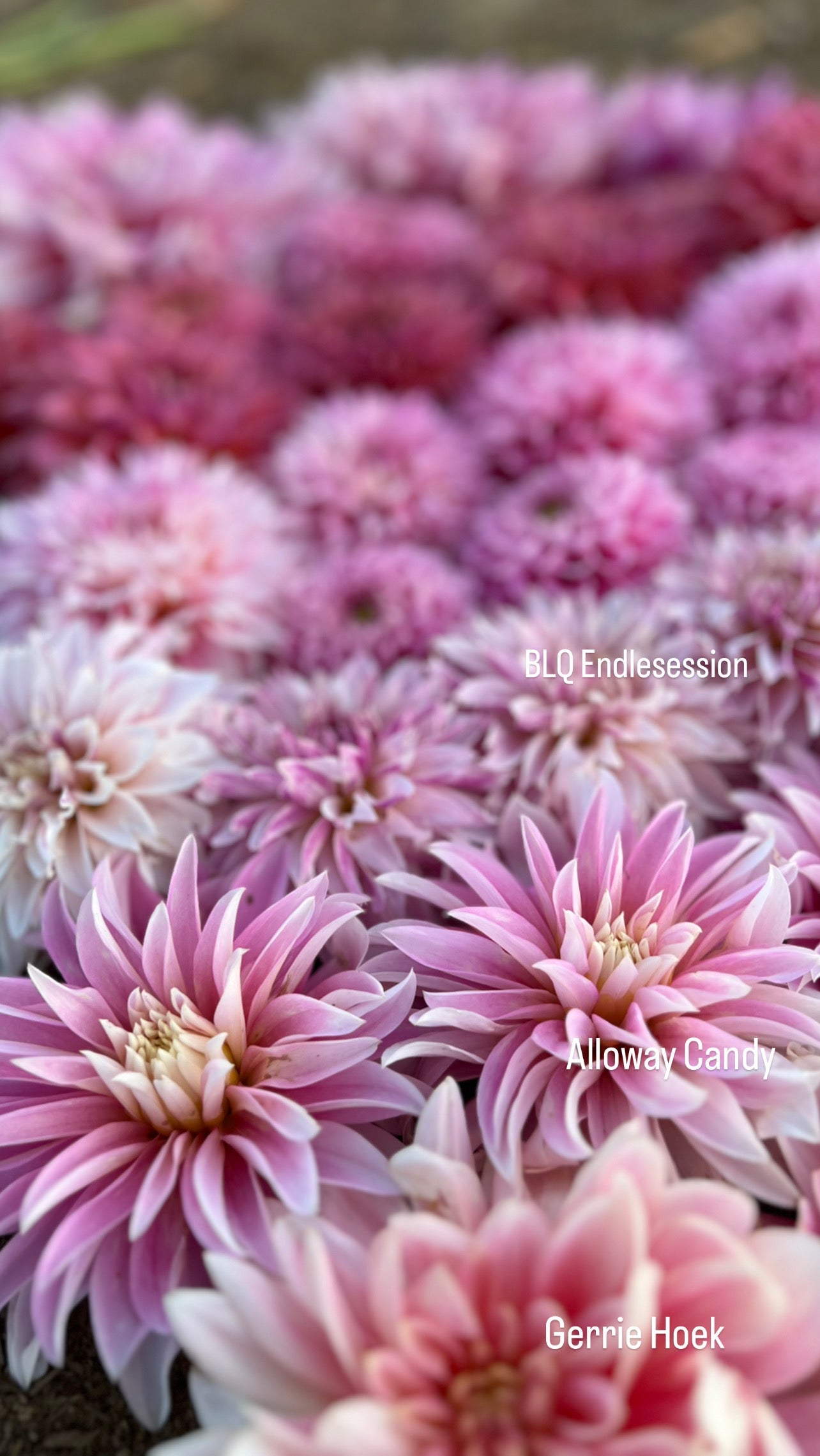 Dahlia comparison photo Alloway Candy and BLQ Endlesession and Gerrie Hoek from Triple Wren Farms
