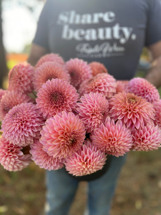 Bloomquist Pink Parfait Dahlia Tubers from Triple Wren Farms