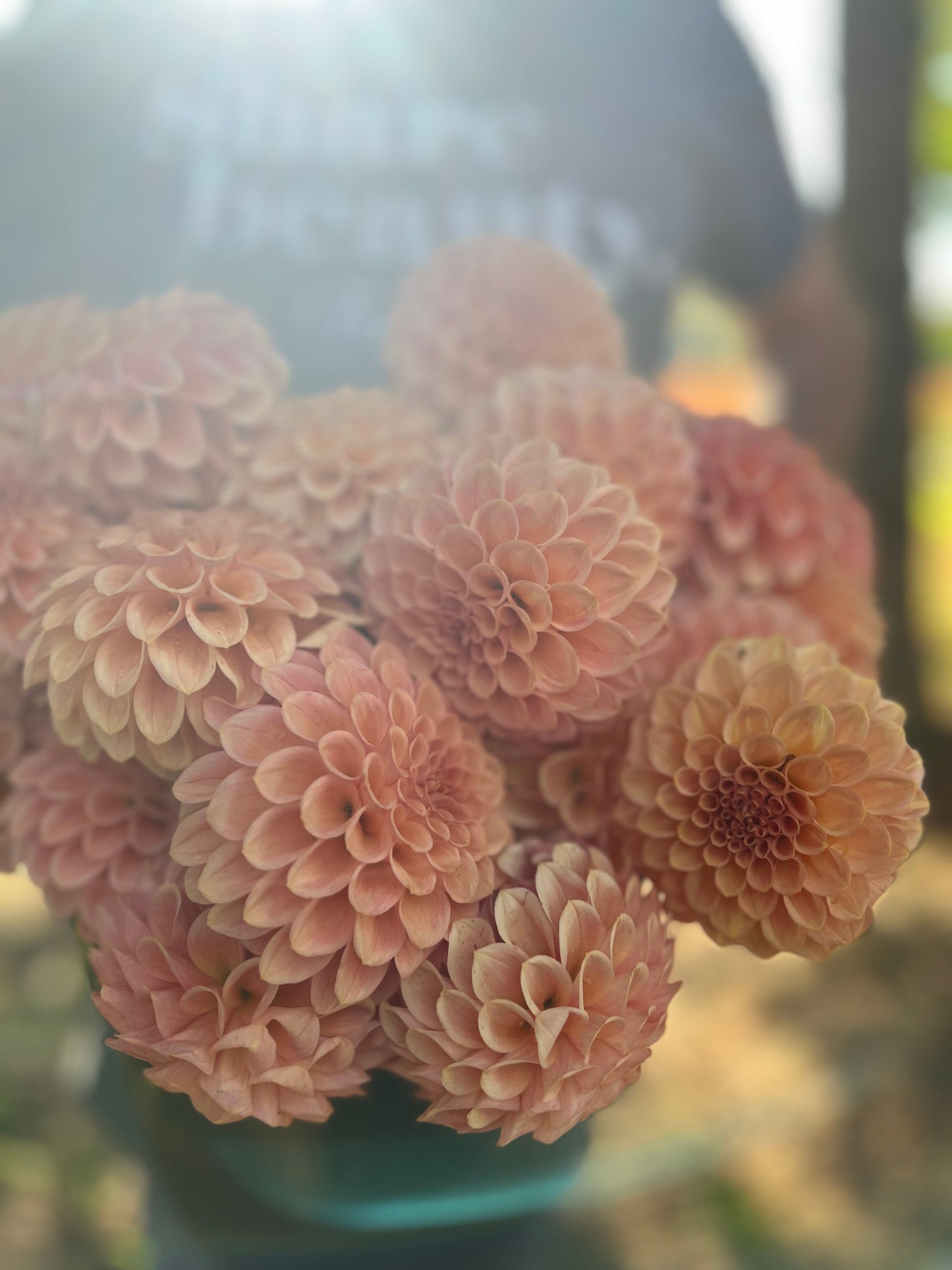 Rock Run Ashley : tubercule de dahlia