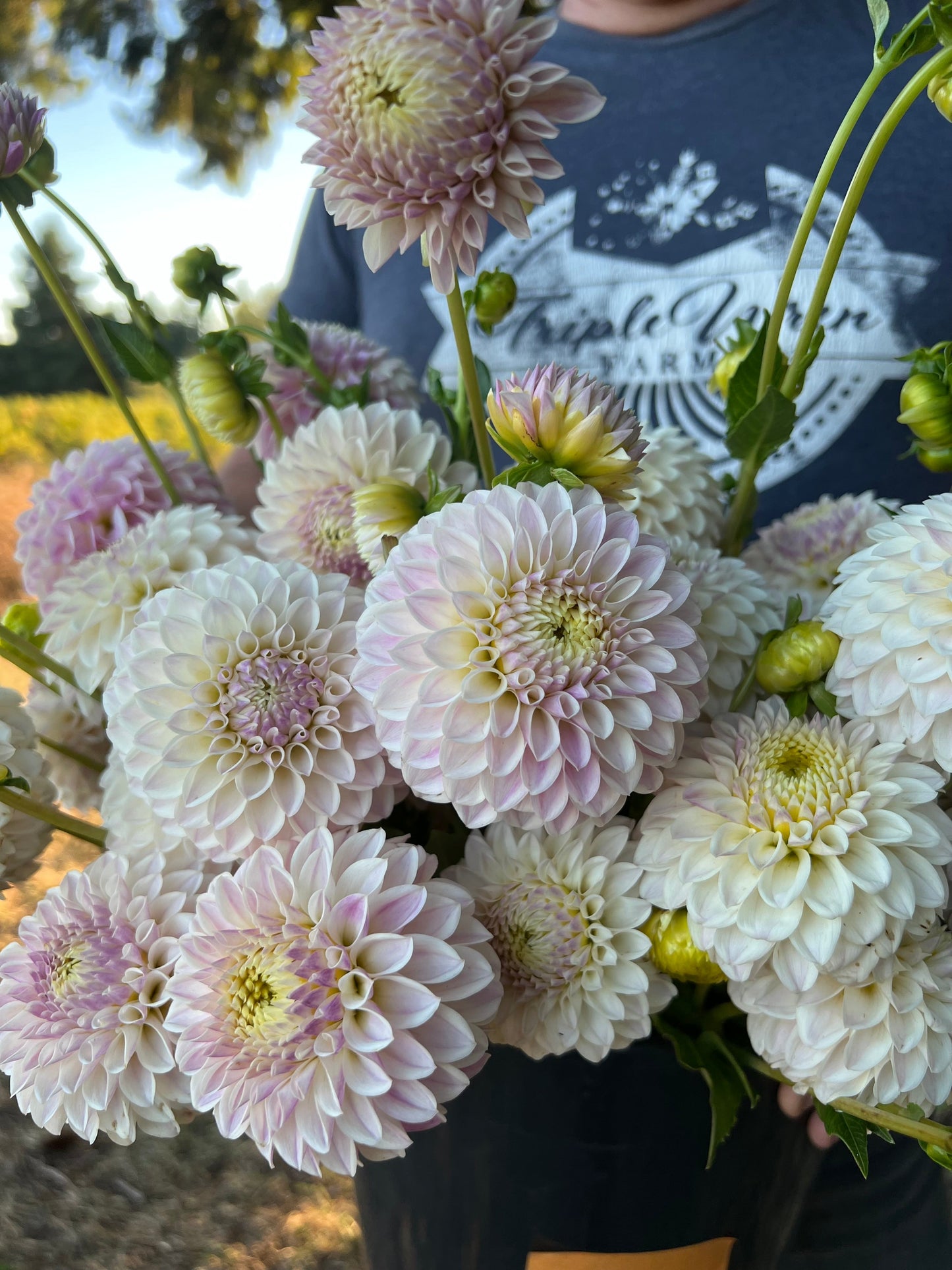 Tahoma Kelli : tubercule de dahlia
