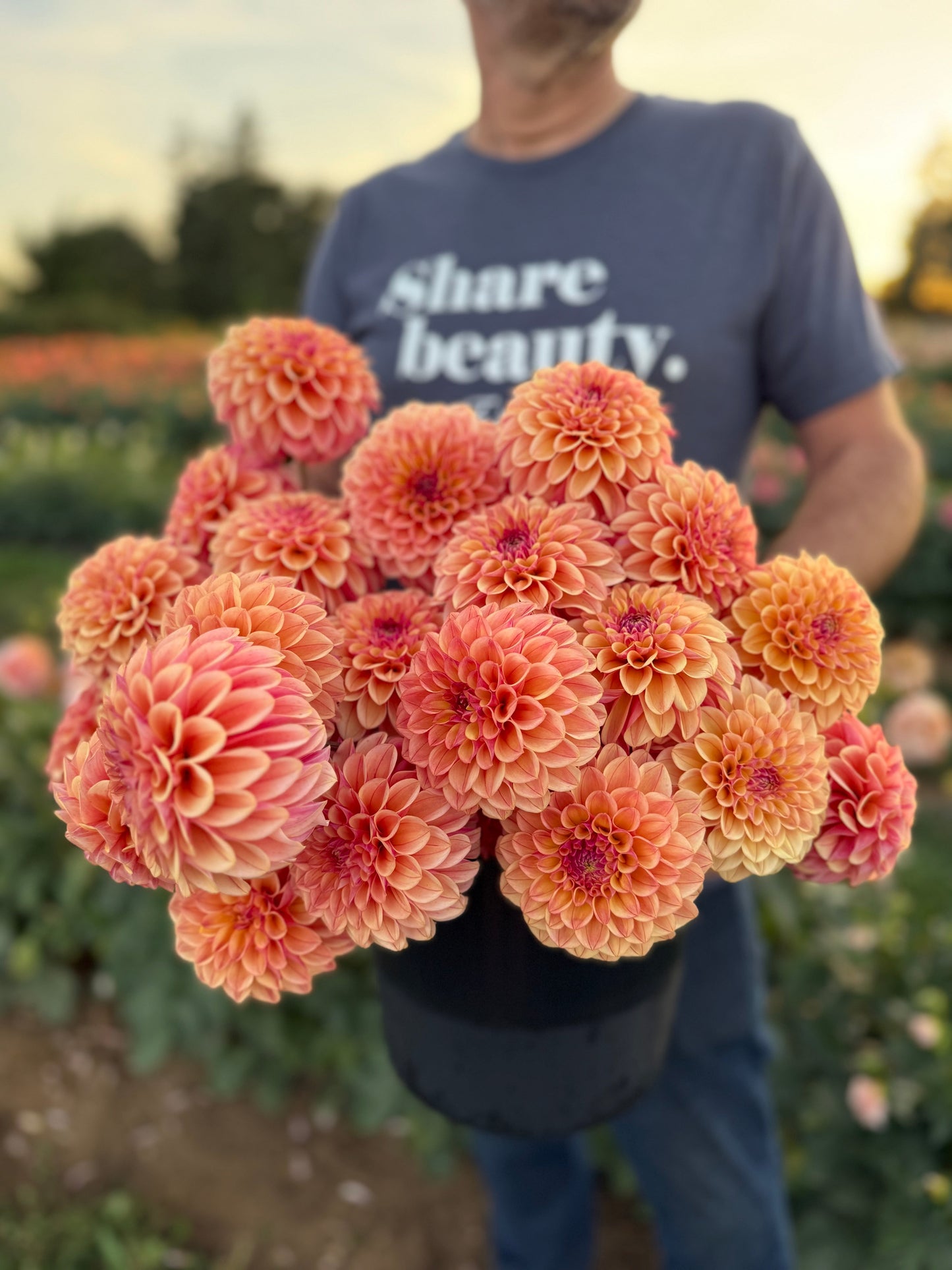 Carpe Dahlia Summer Blush Dahlia Tuber