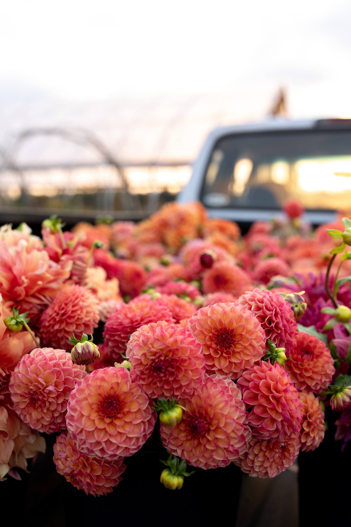 Robinhood : tubercule de dahlia