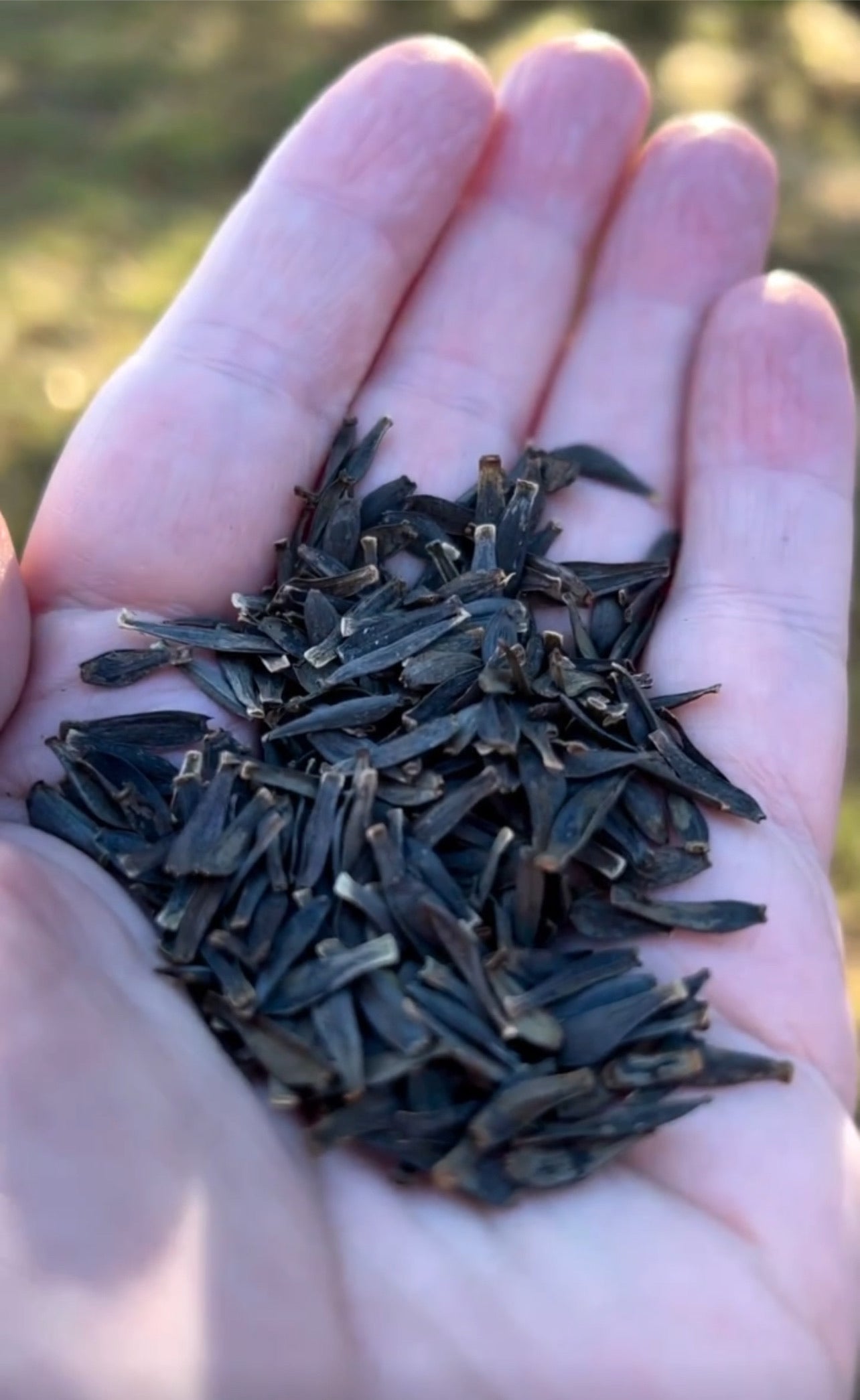 Dahlia Seeds: x Bloomquist Simple (at least 20 seeds)