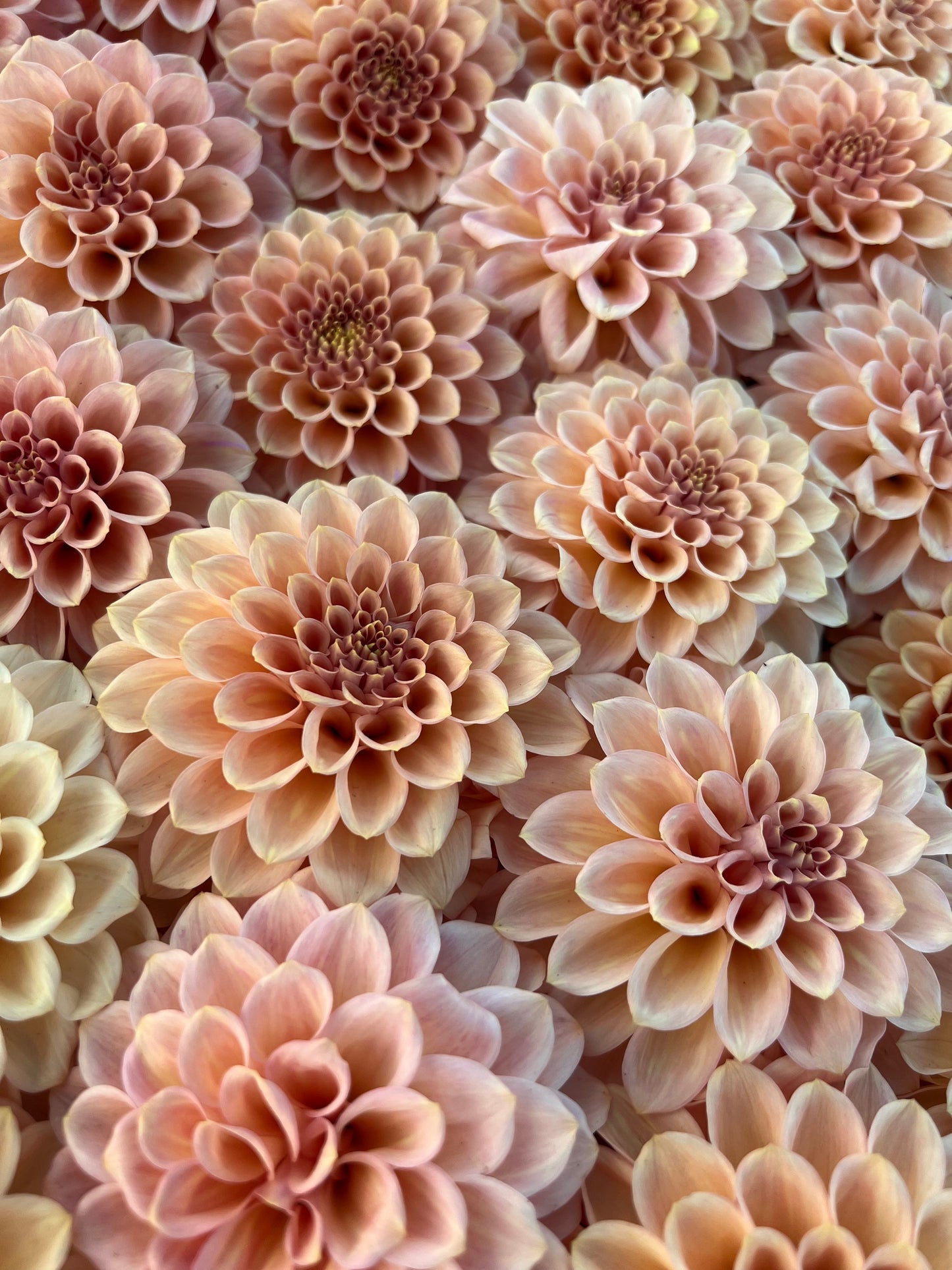 Rock Run Ashley : tubercule de dahlia
