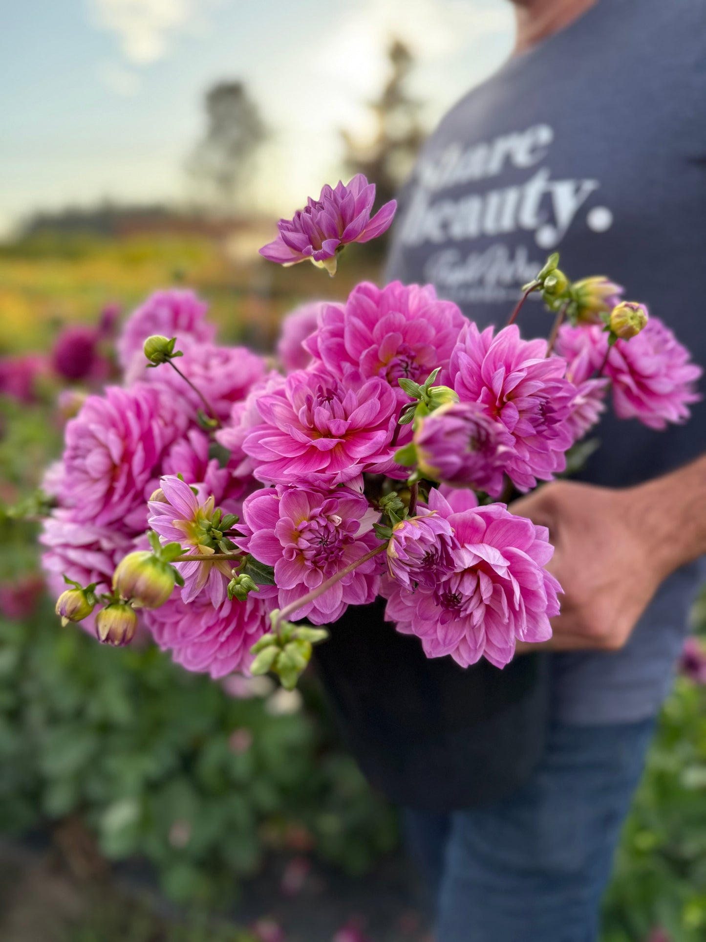 Sandia Molly Dahlia Tuber
