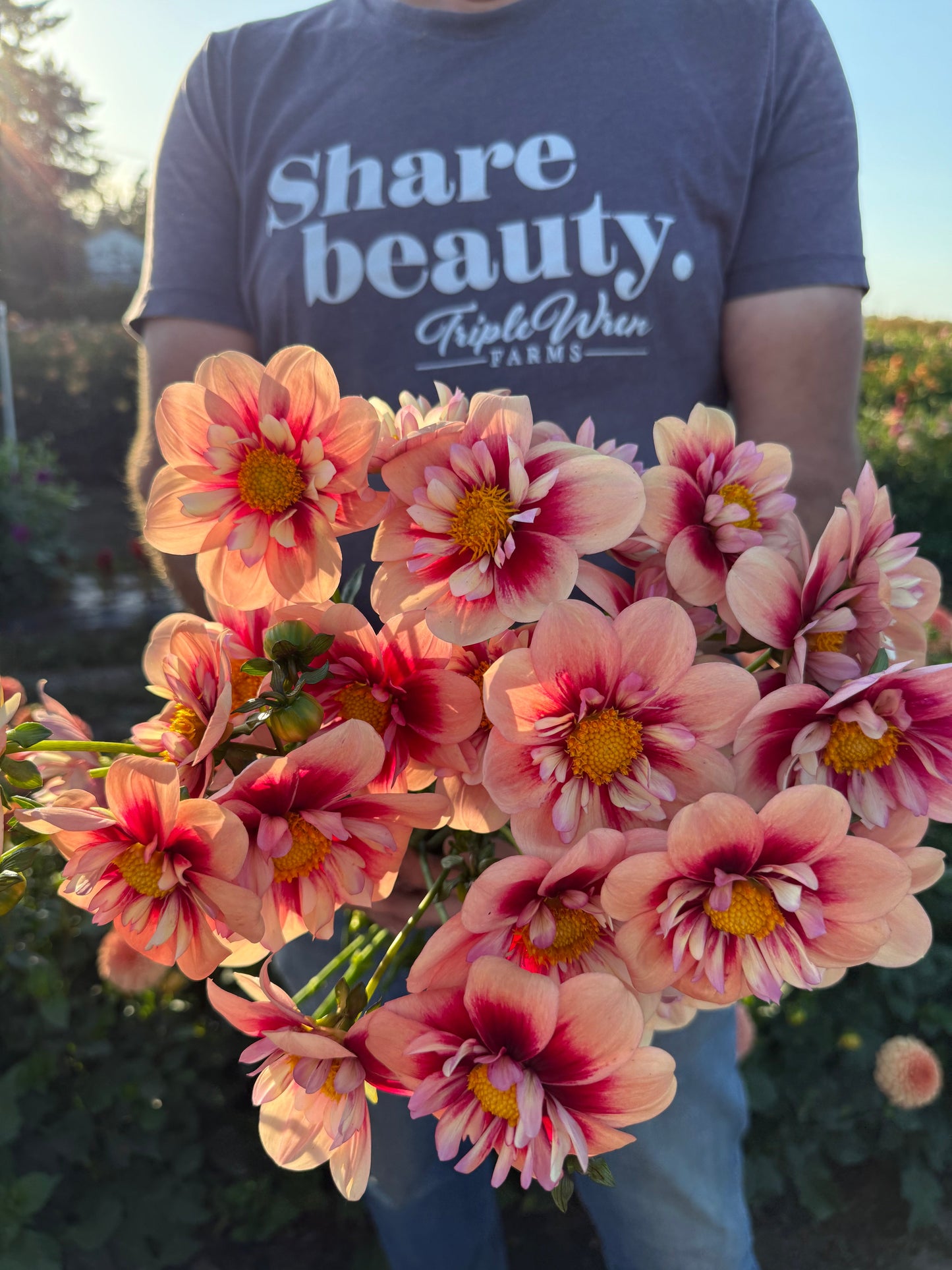 Rhubarb and Custard Dahlia Tuber