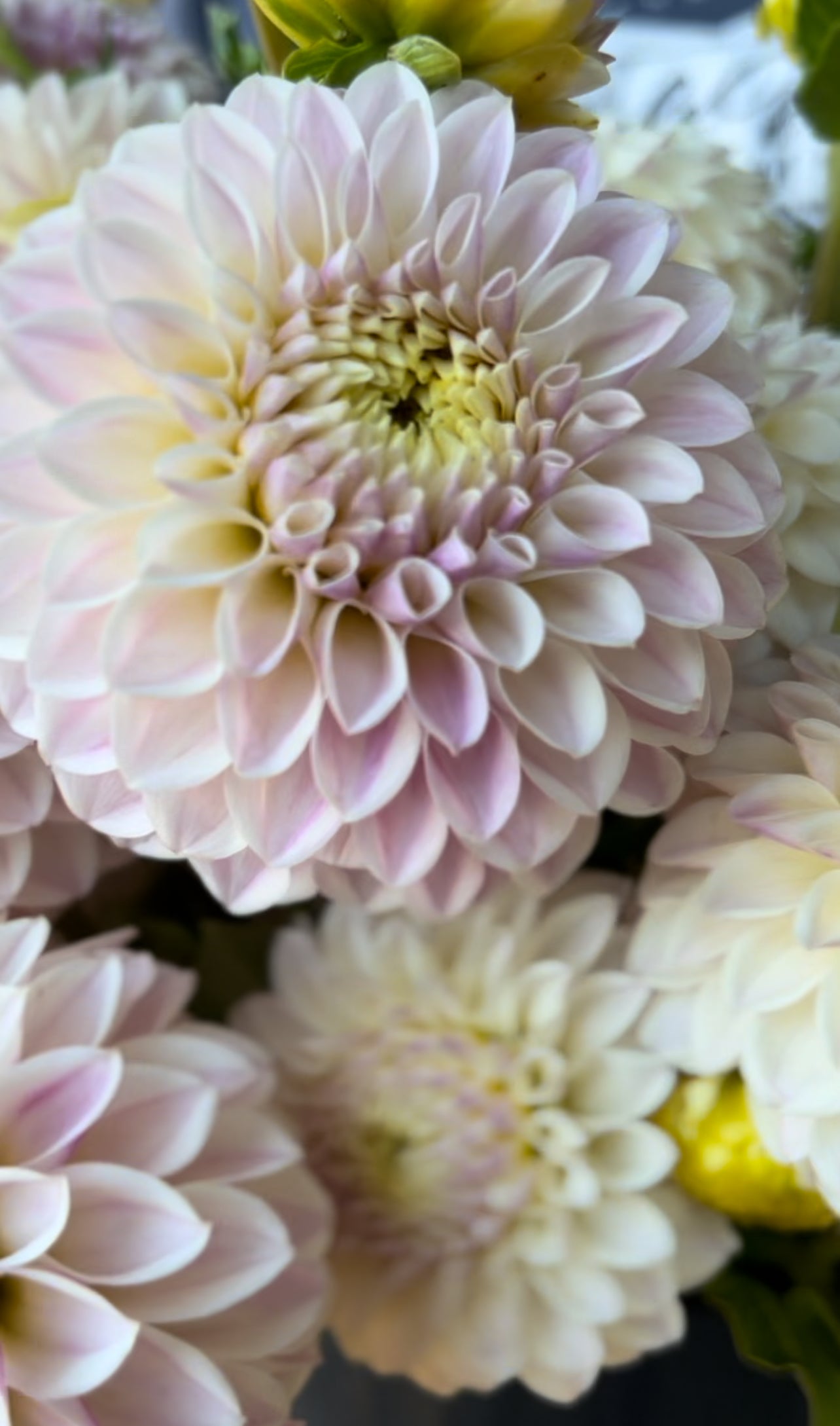 Tahoma Kelli : tubercule de dahlia