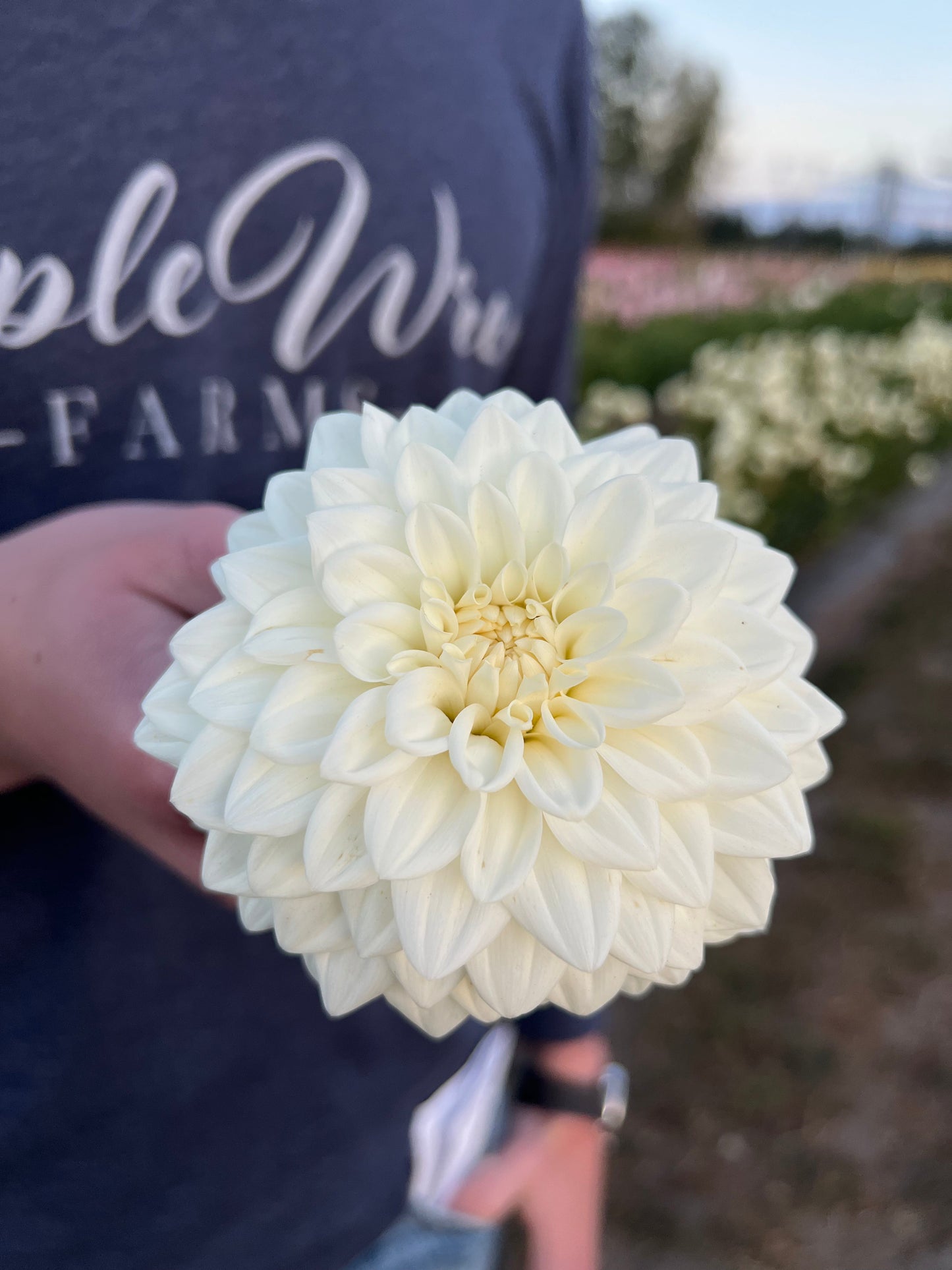 Salish Snow Day : tubercule de dahlia