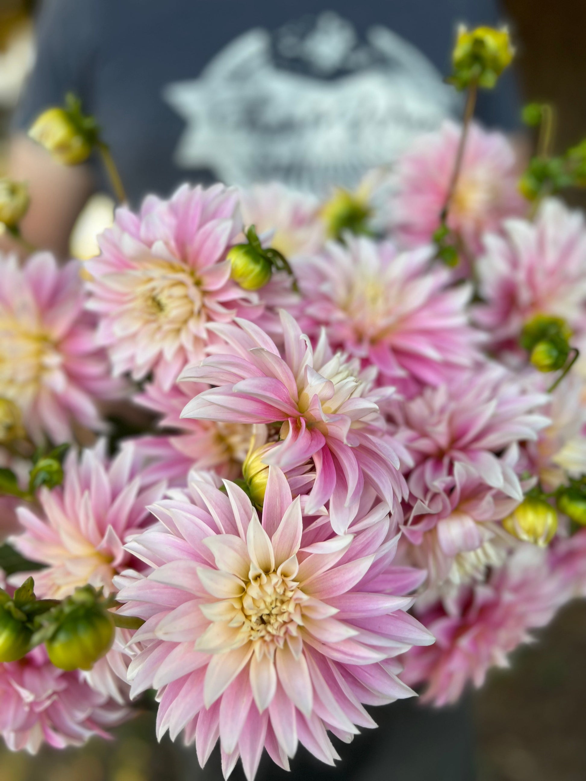 Pink and White and Cream dahlia tubers _Alloway Candy_ from Triple Wren Farms