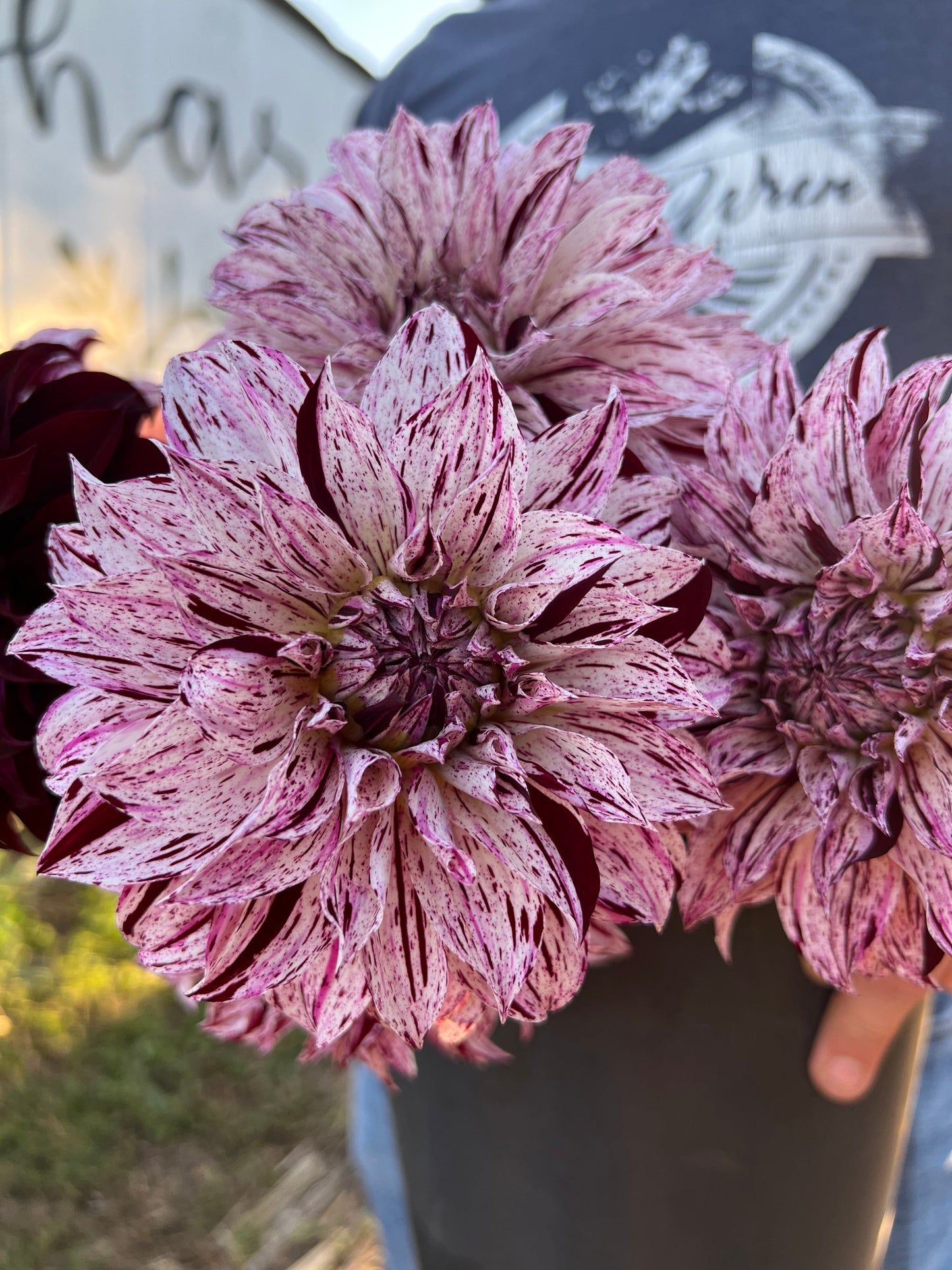 Sandia Boogie : tubercule de dahlia