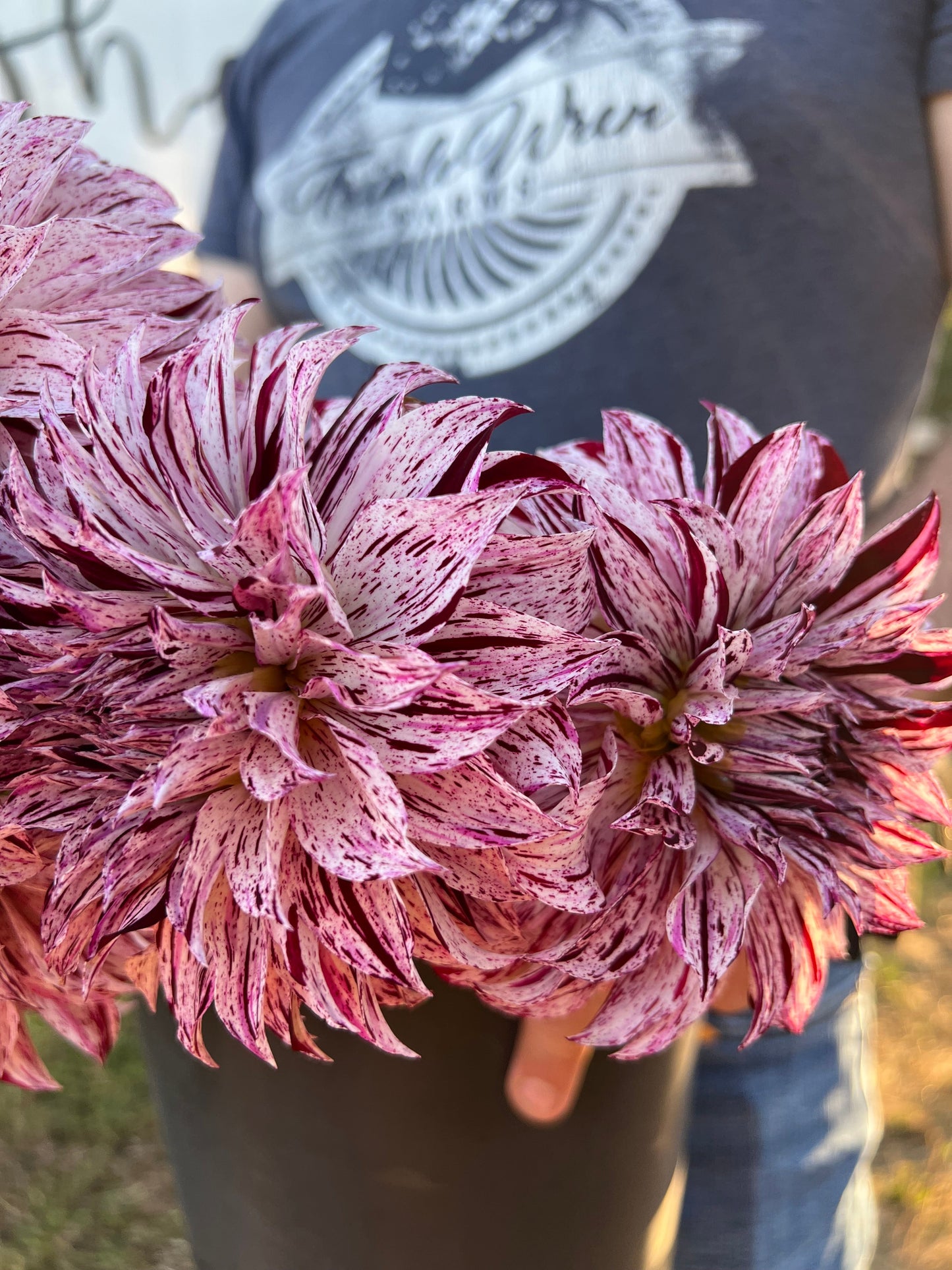 Sandia Boogie : tubercule de dahlia