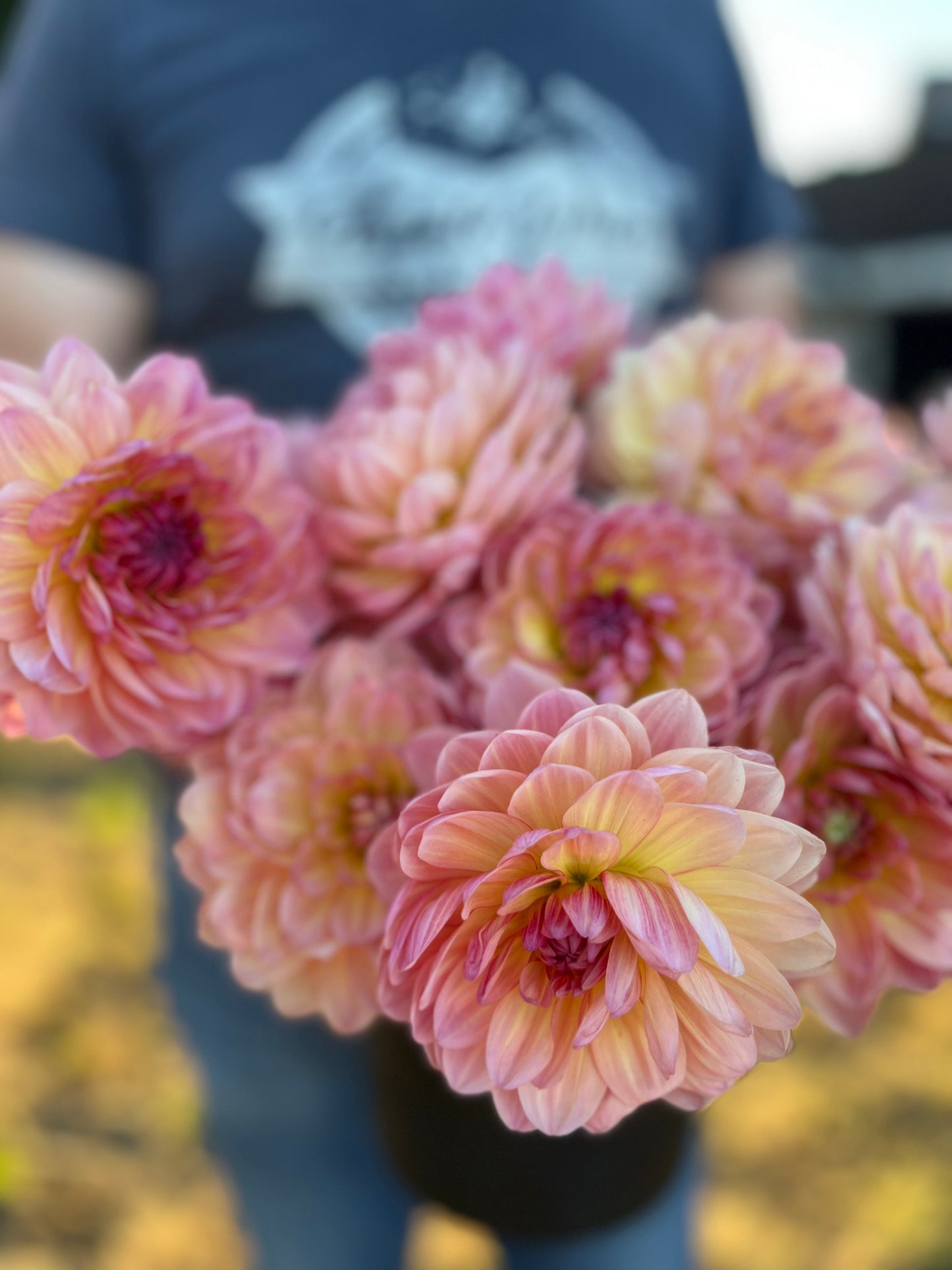 Sandia Bliss : tubercule de dahlia