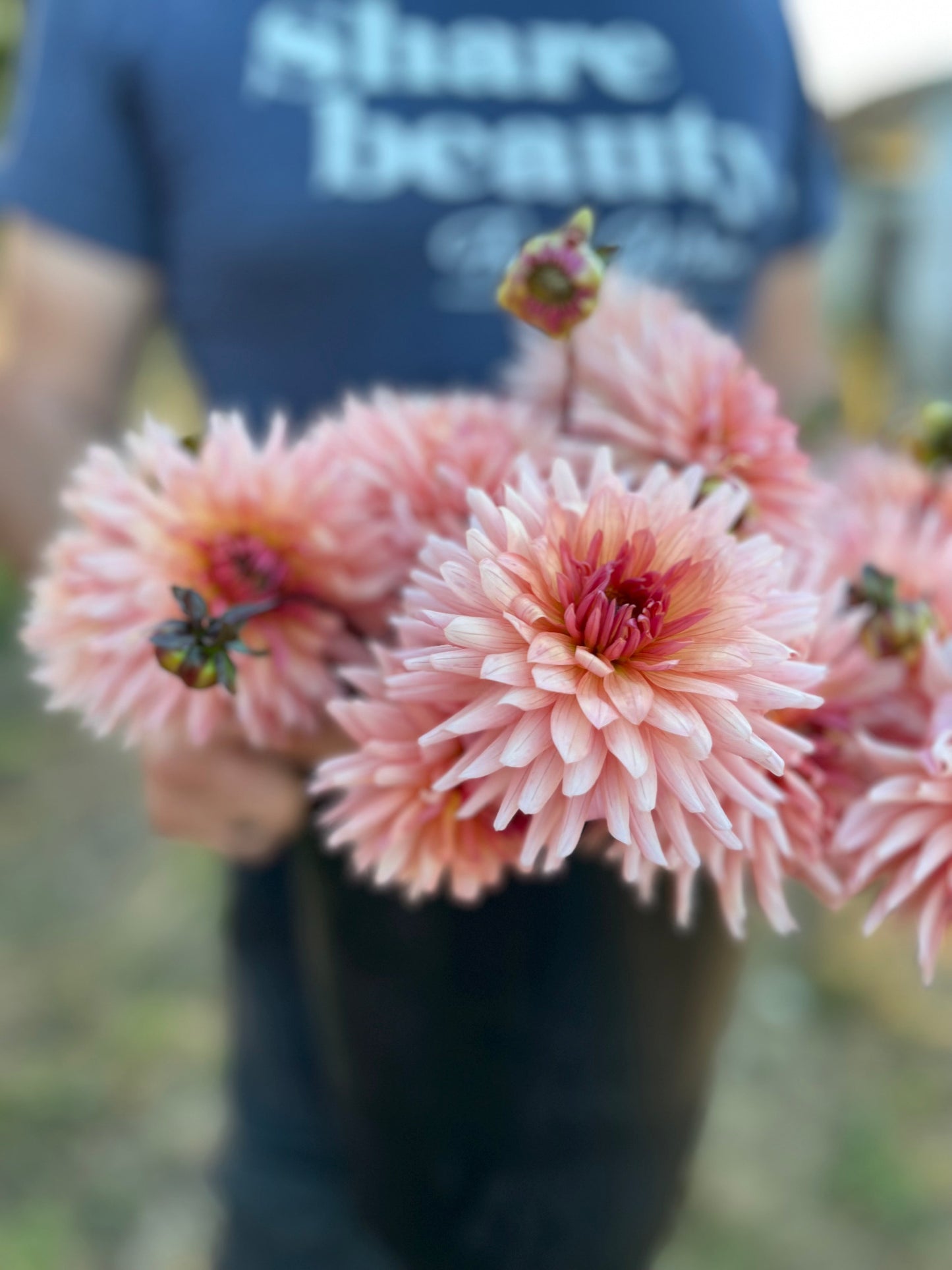 Buy Preference Dahlia Tubers from Triple Wren Farms for your home garden
