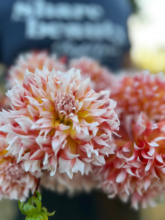 Bloomquist Amazing dahlia tubers from Triple Wren Farms