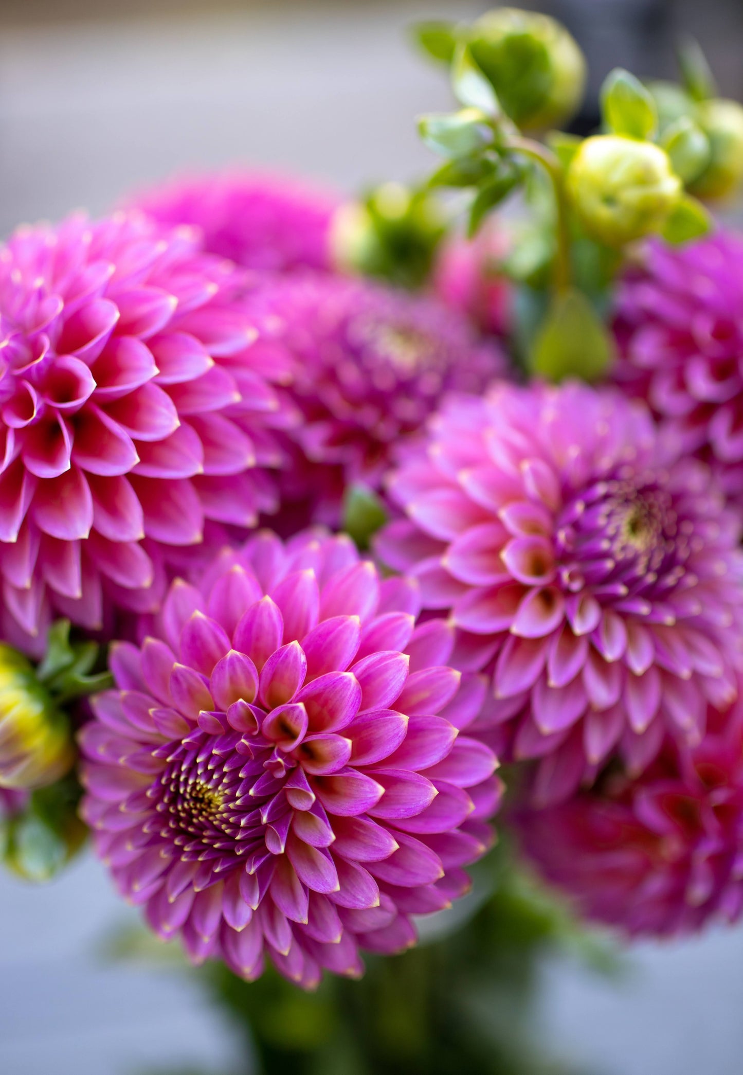 Skipley Spot of Gold : tubercule de dahlia