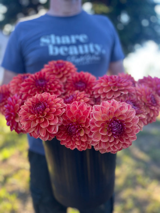 All That Jazz dahlia tubers from Triple Wren Farms
