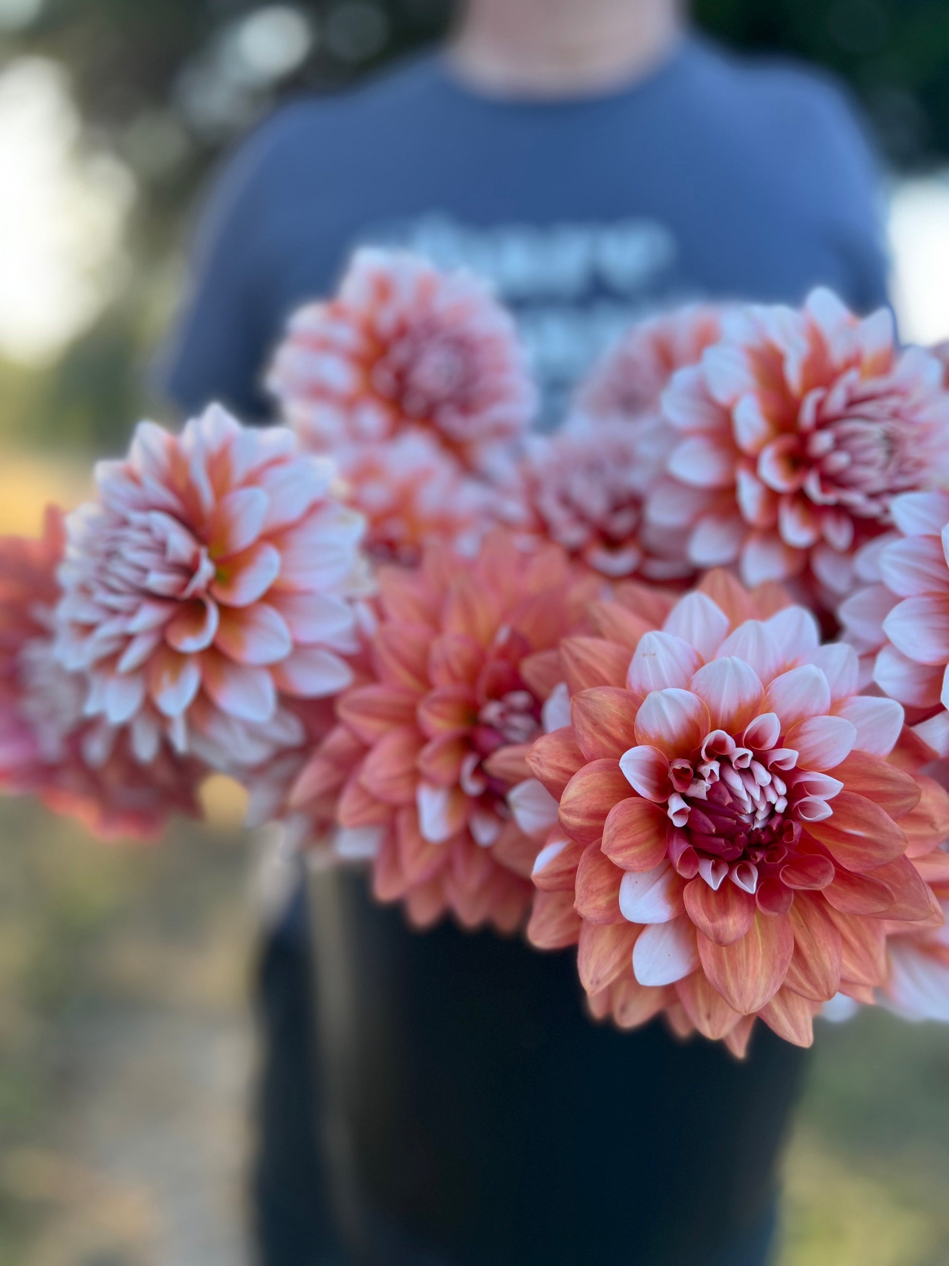 buy A la Mode dahlia tubers from Triple Wren Farms for your home garden