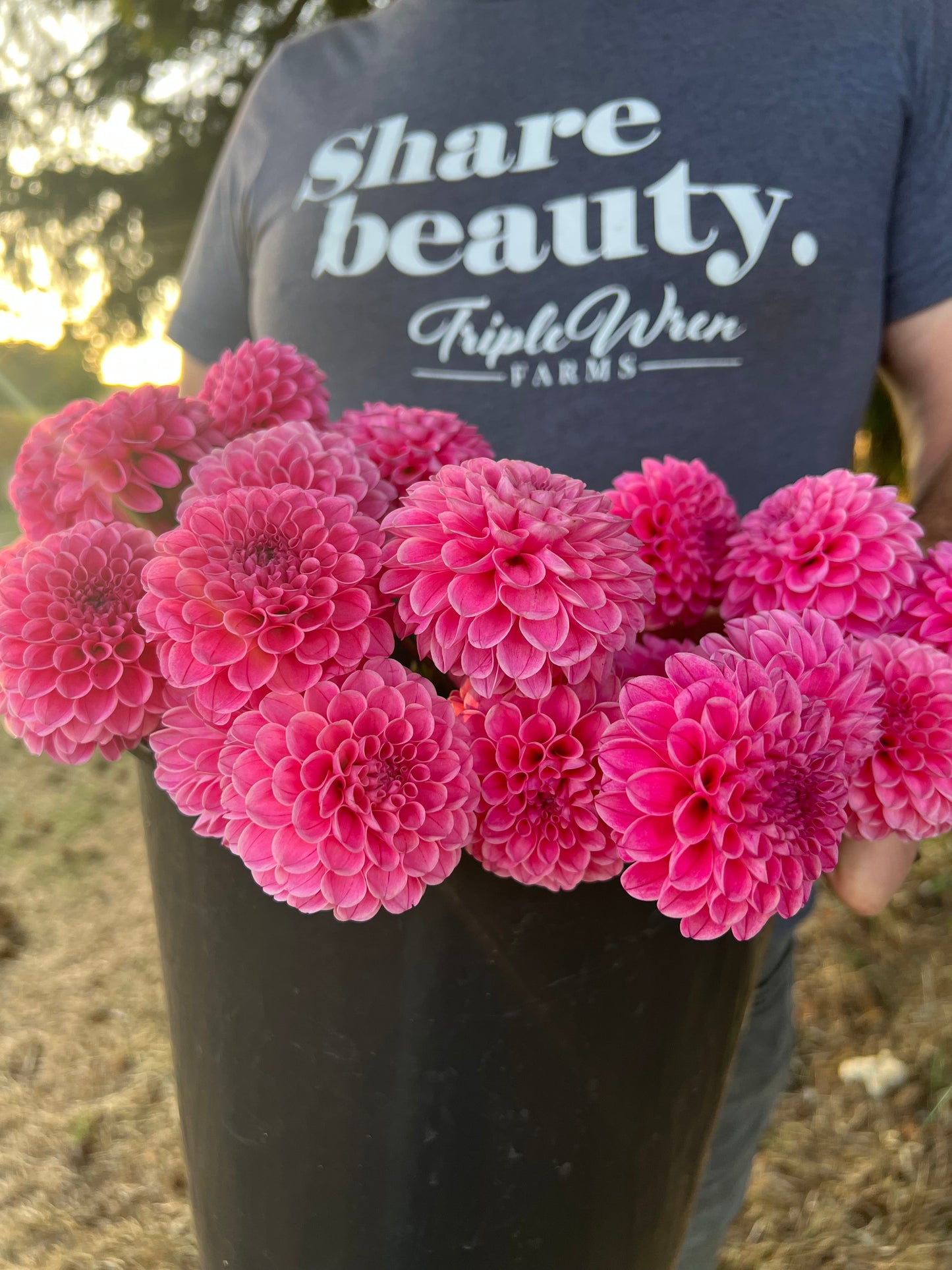 Buy Rebecca Lynn Dahlia Tubers from Triple Wren Farms for your home garden
