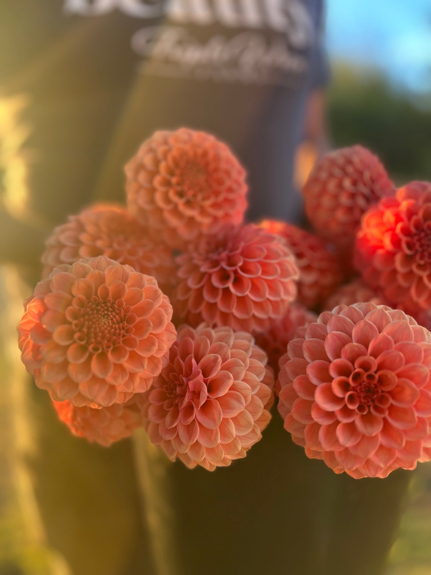 Rose Toscano : tubercule de dahlia