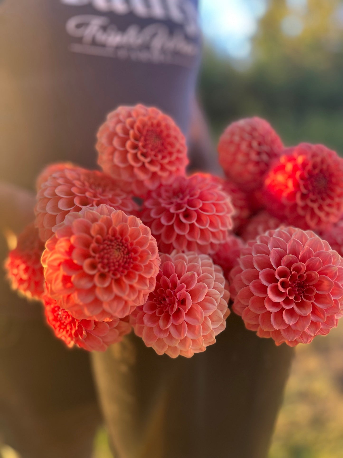 Rose Toscano : tubercule de dahlia