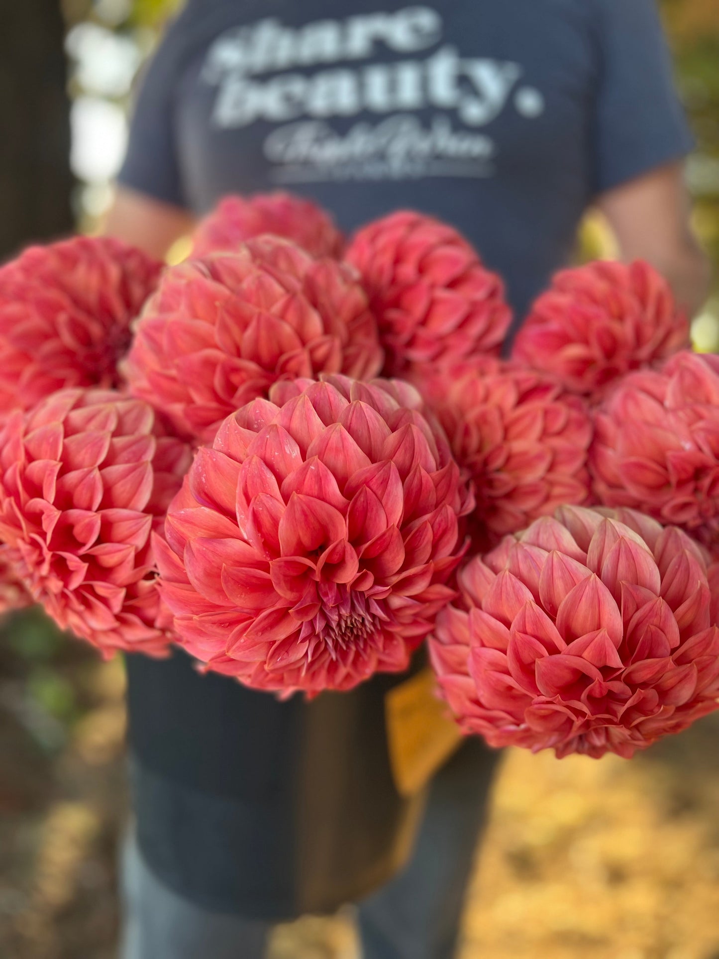 Sylvia Craig Hunter : Tubercule de dahlia