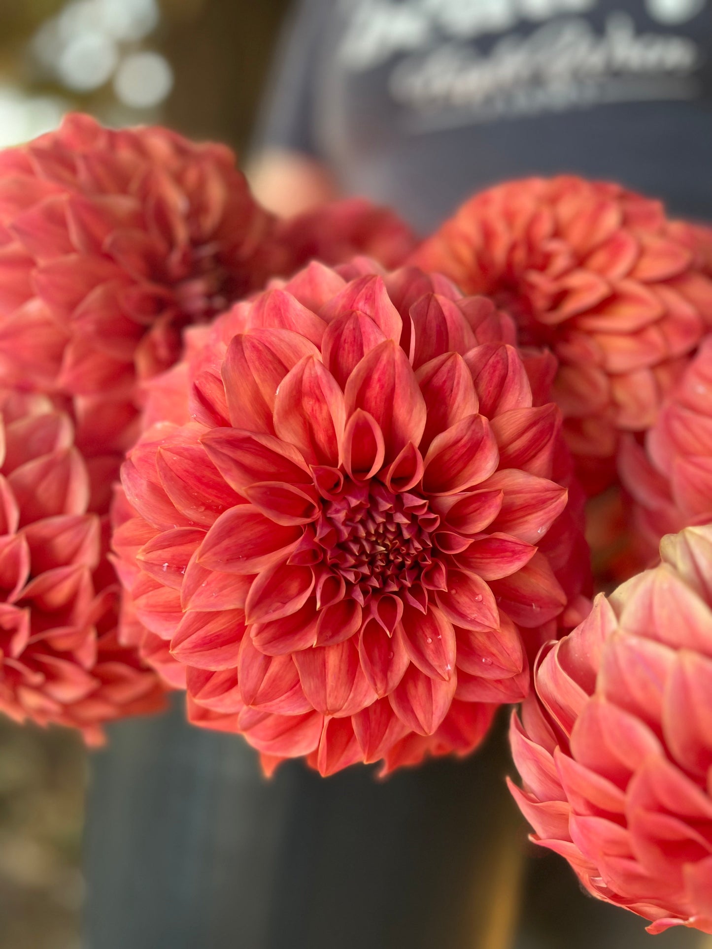 Sylvia Craig Hunter : Tubercule de dahlia