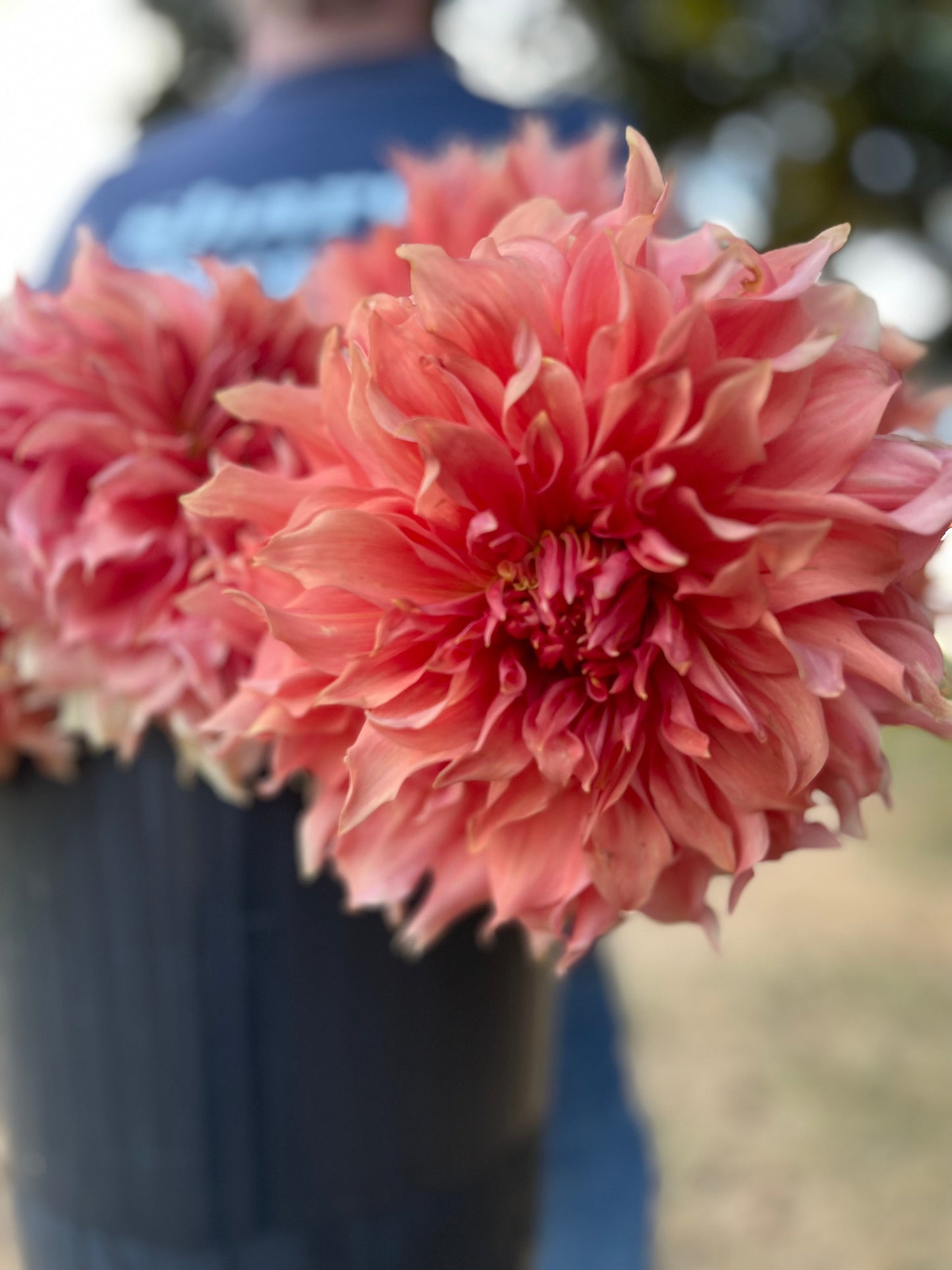 Sierra Glow : tubercule de dahlia