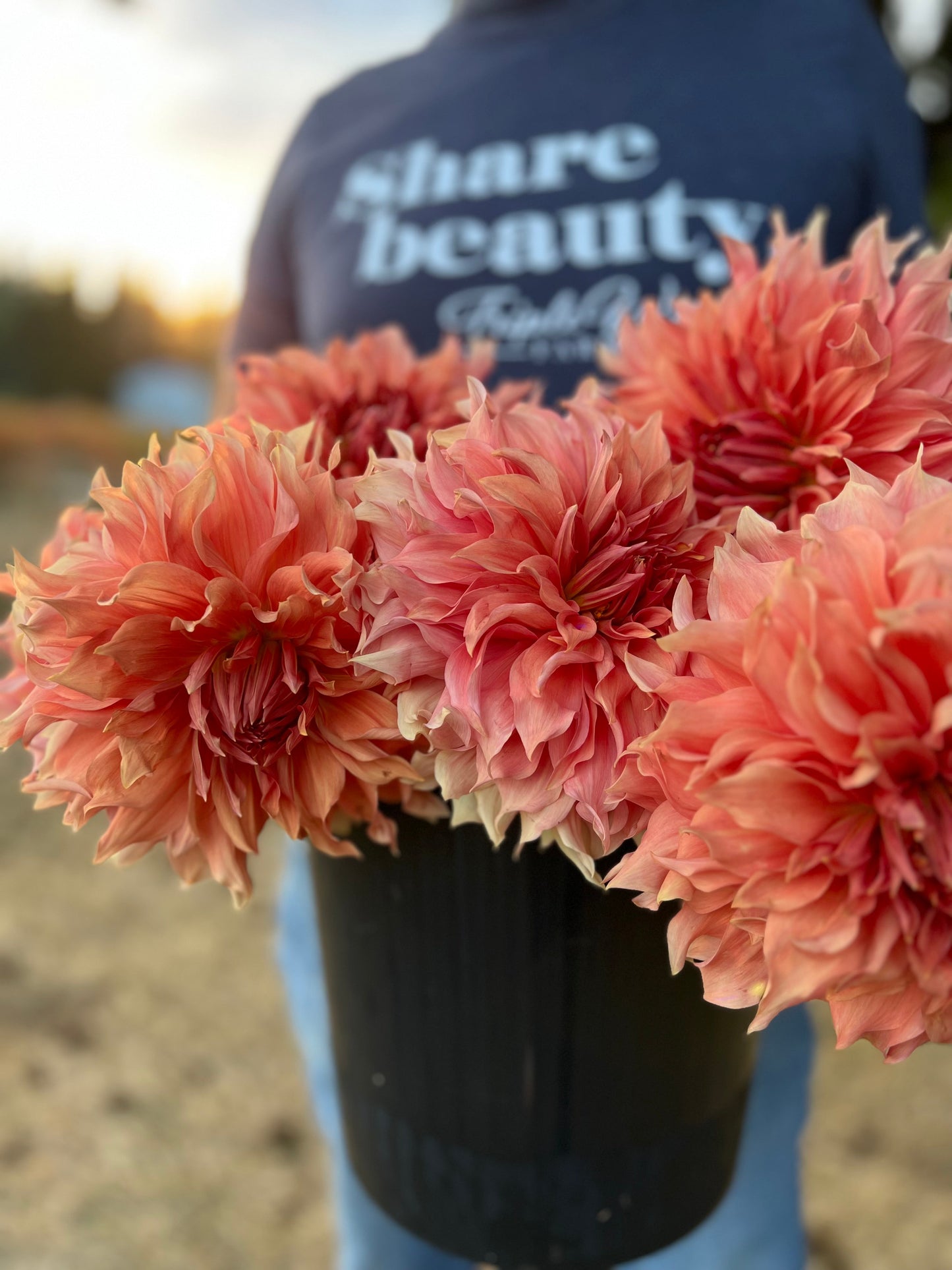 Sierra Glow : tubercule de dahlia