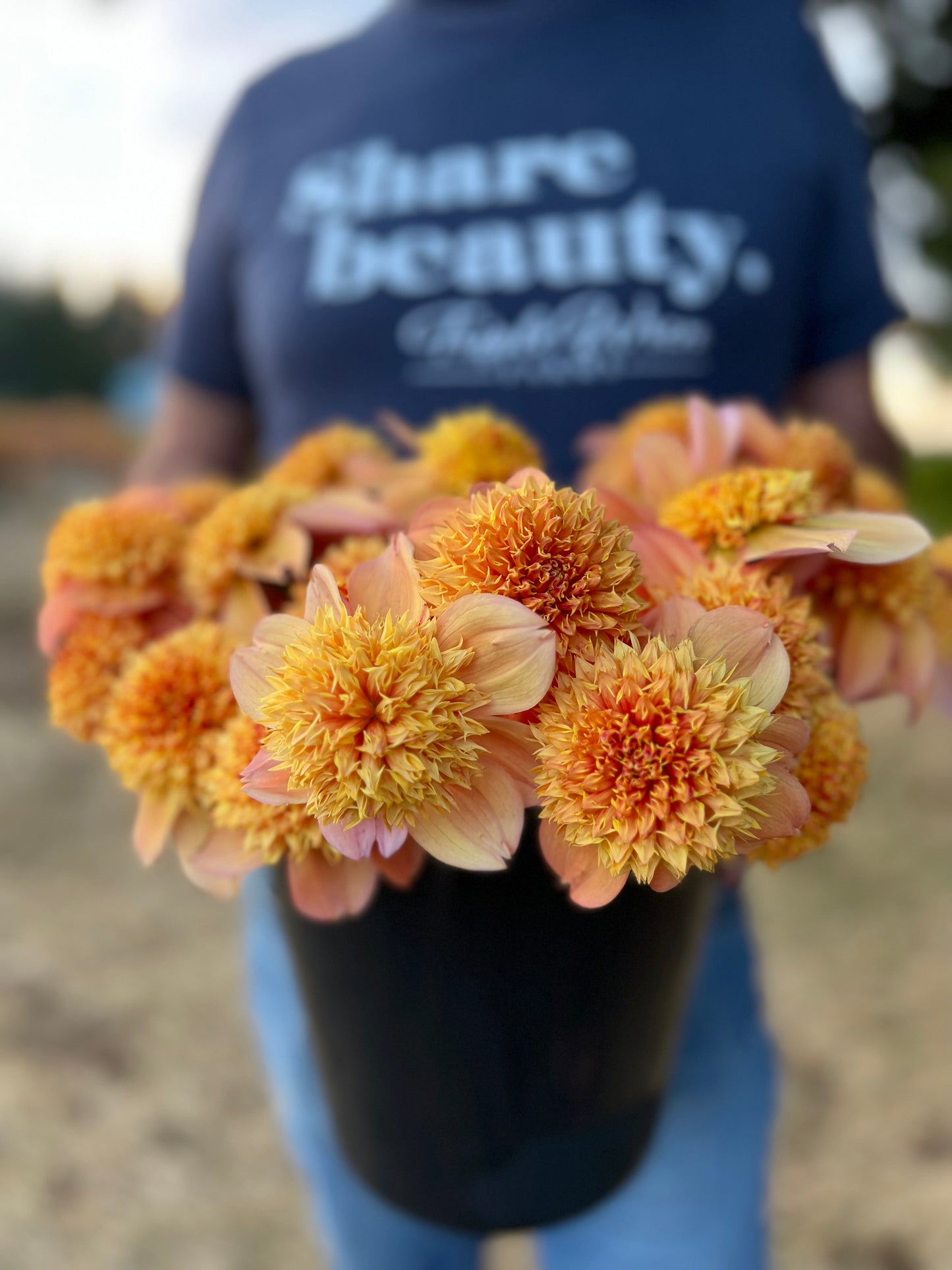Sandia Brocade : Tubercule de dahlia