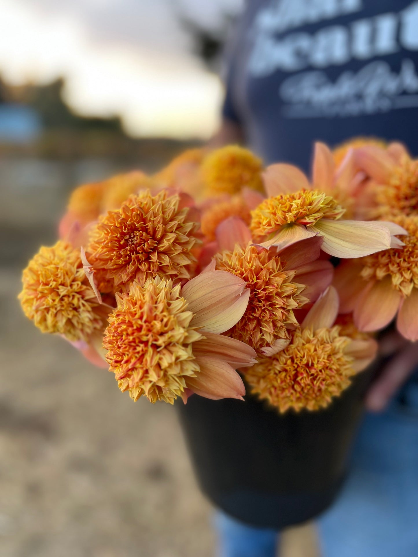 Sandia Brocade : Tubercule de dahlia