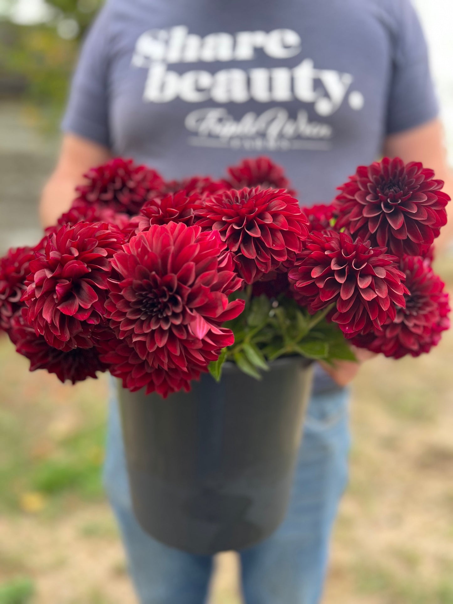 Shadow Cat : tubercule de dahlia