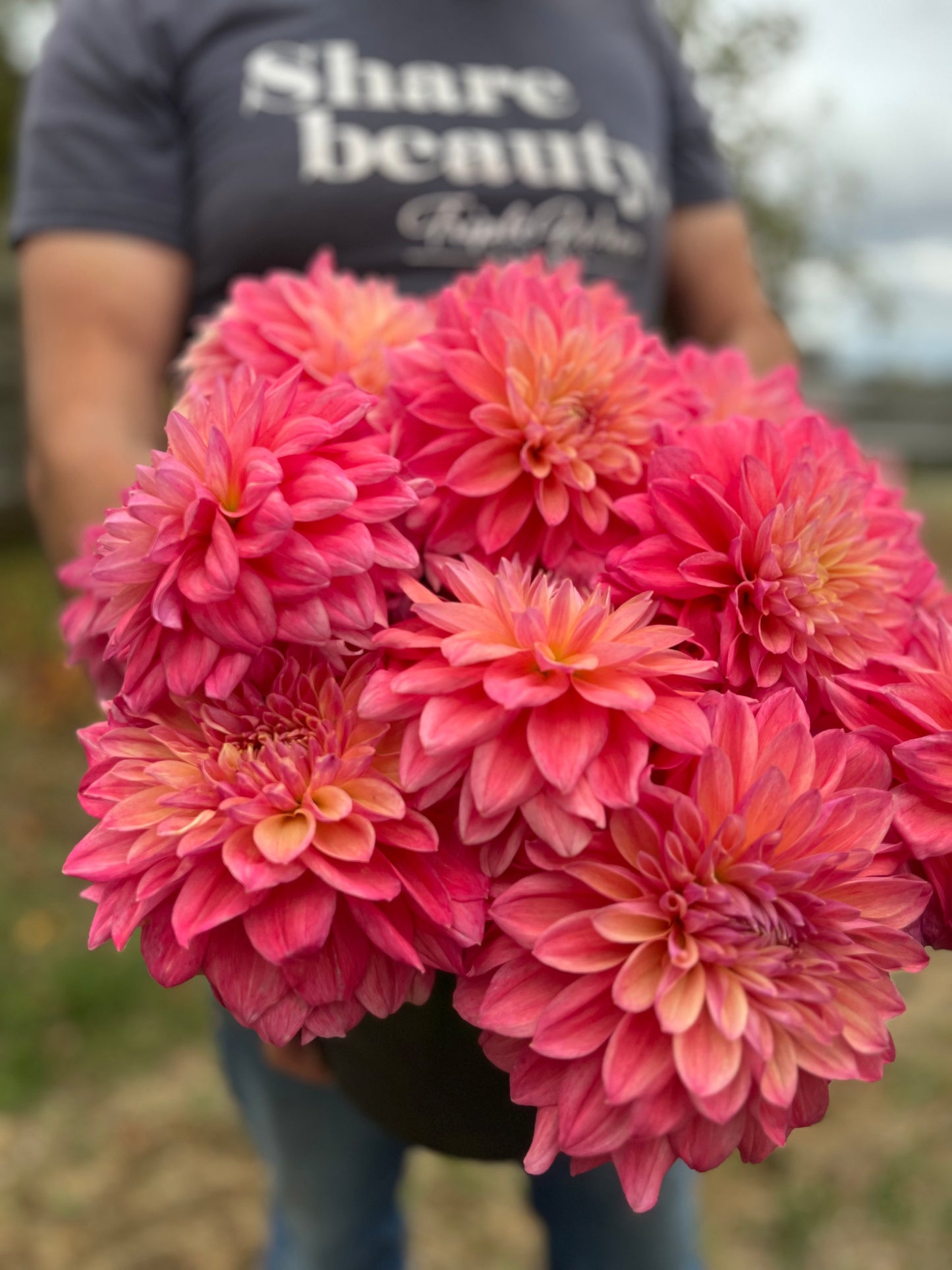 Scaur Swinton : tubercule de dahlia