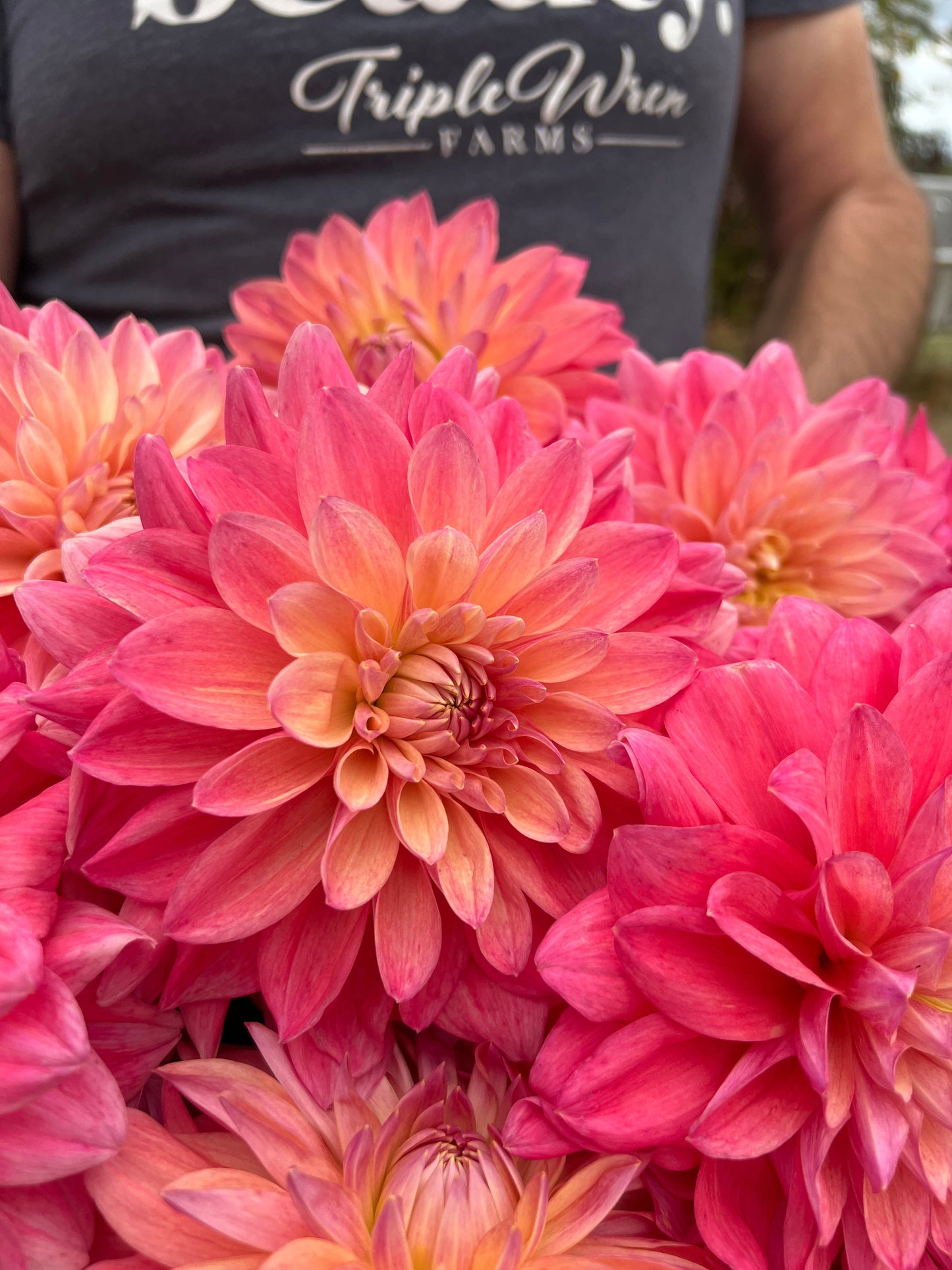 Scaur Swinton : tubercule de dahlia