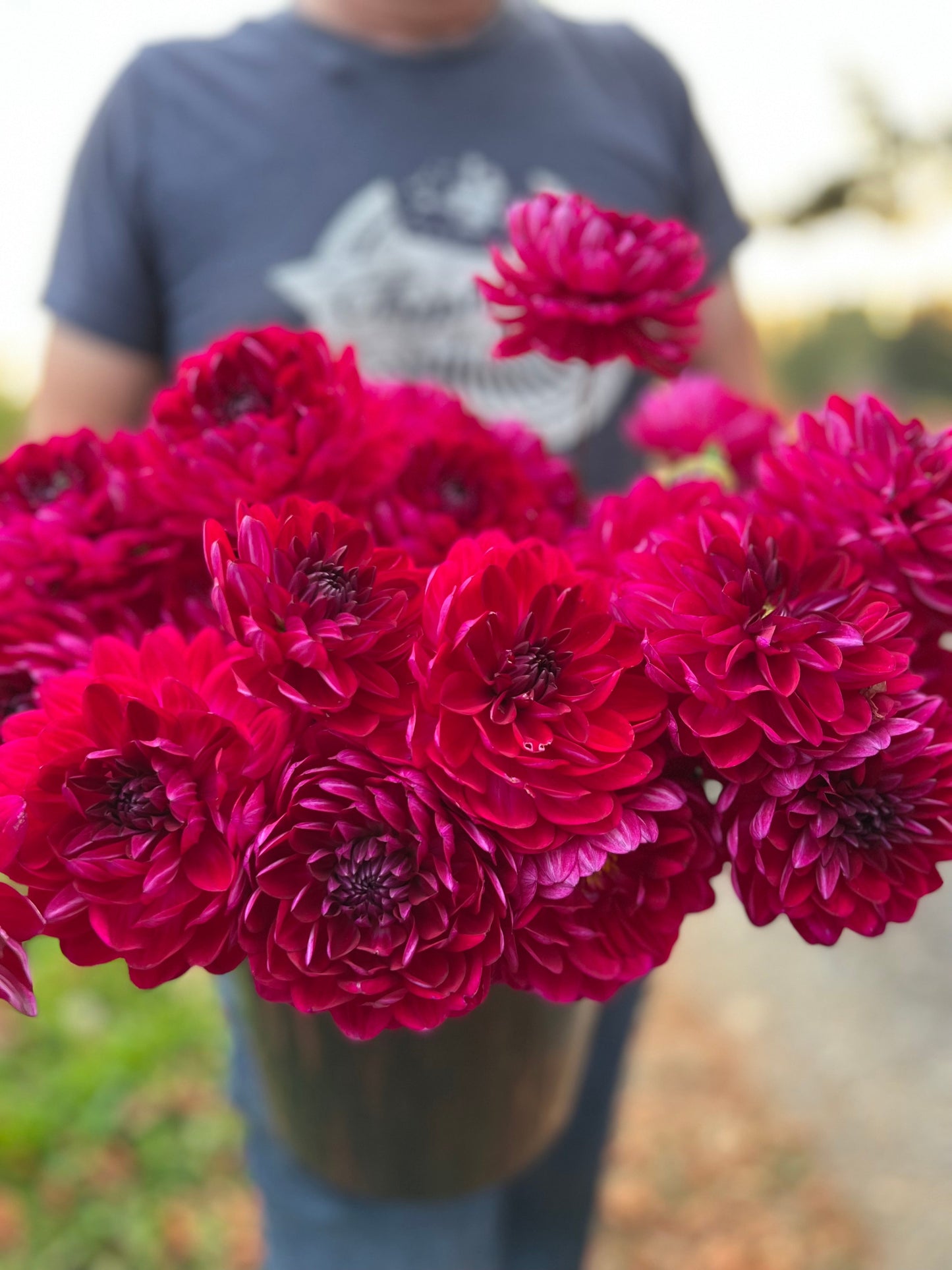 Sandia Bertha : tubercule de dahlia