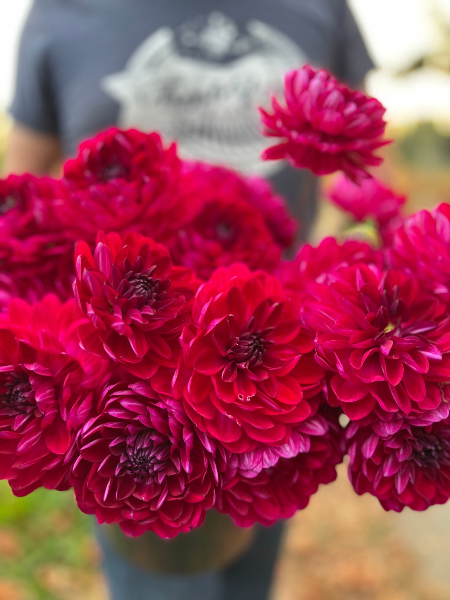 Sandia Bertha : tubercule de dahlia