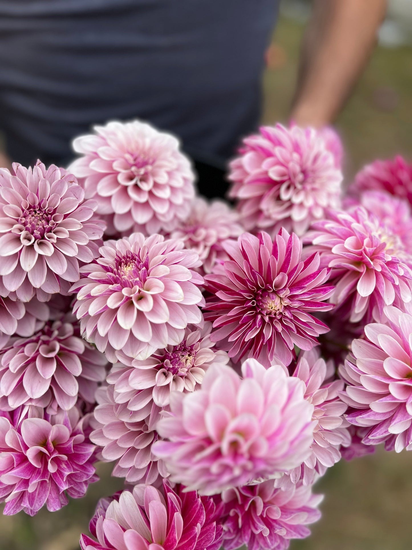 Salish Twilight Girl : tubercule de dahlia